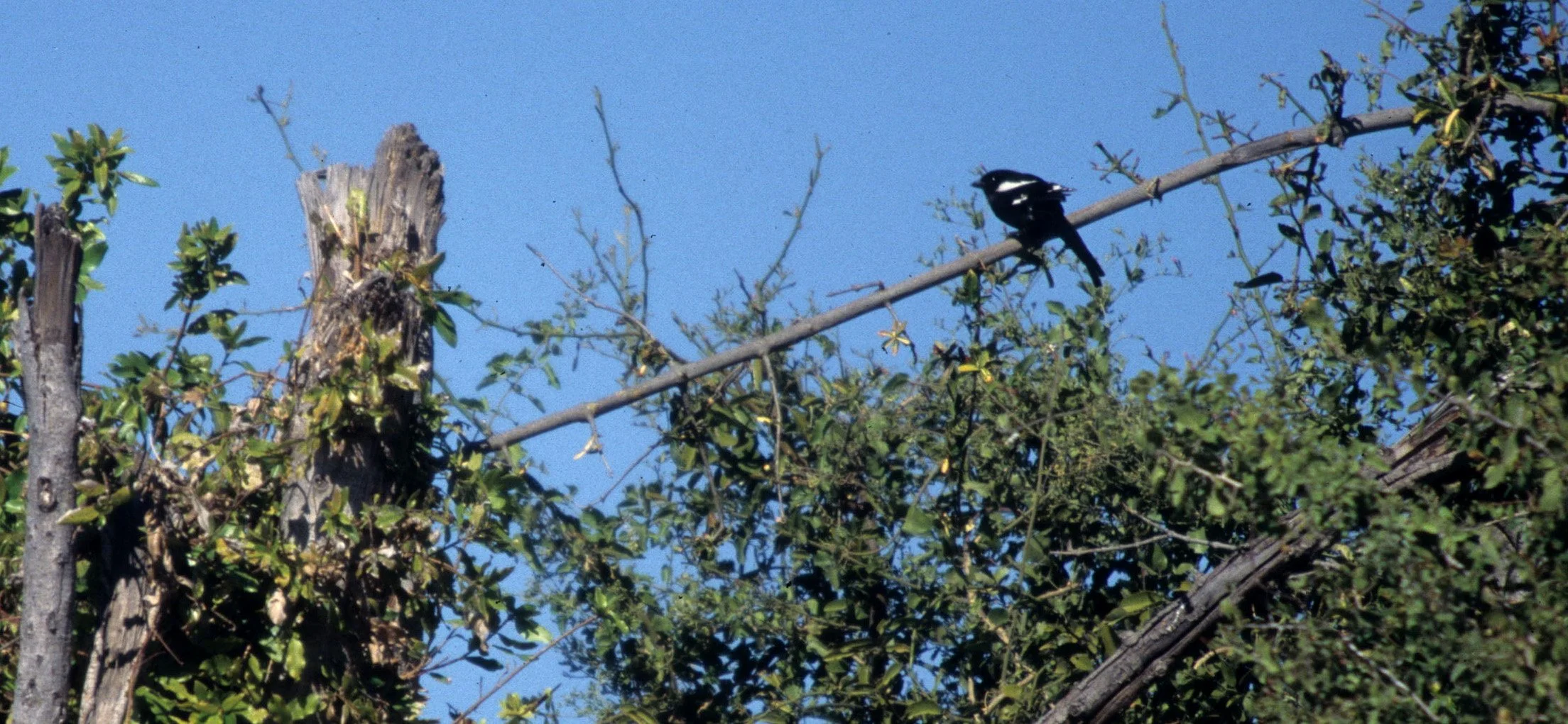 Magpie (Long-tailed) Shrike (Lanius melanoleucus) Kalahari Desert Southern Africa (3).jpg