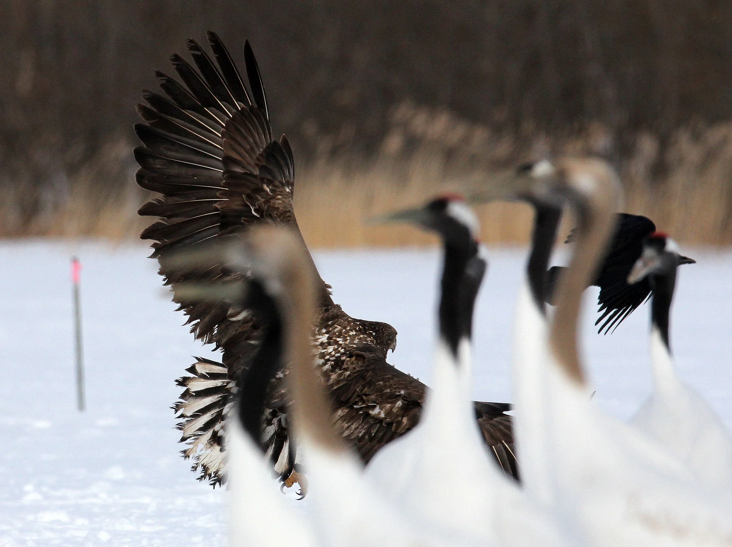 Haliaeetus albicilla - WHITE-TAILED EAGLE - AKAN INTERNATIONAL CRANE CENTER - HOKKAIDO JAPAN (67).JPG