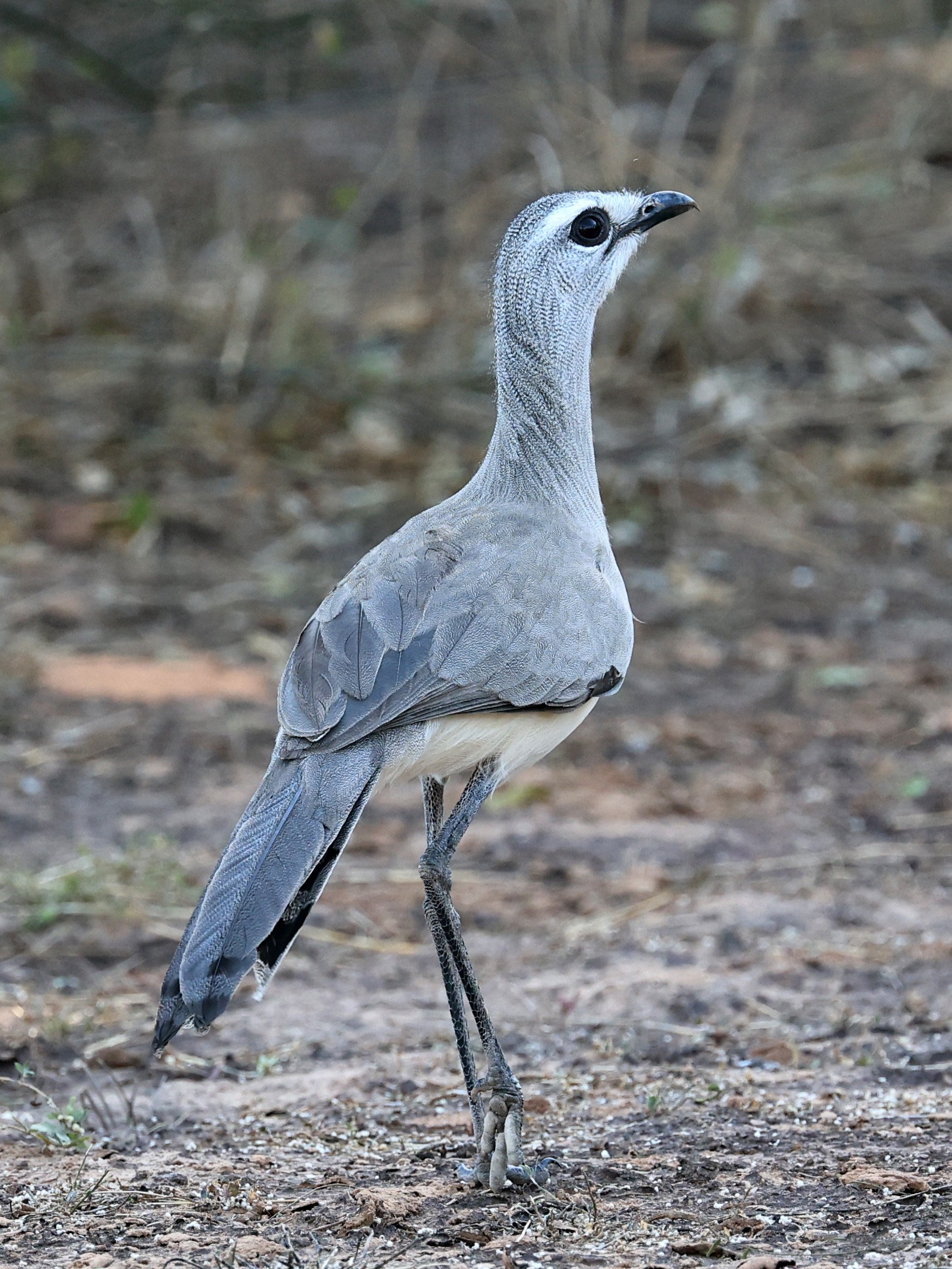Black-legged Seriema (Chunga burmeisteri) Parque Nacional Teniente Agripino Enciso (22).jpg