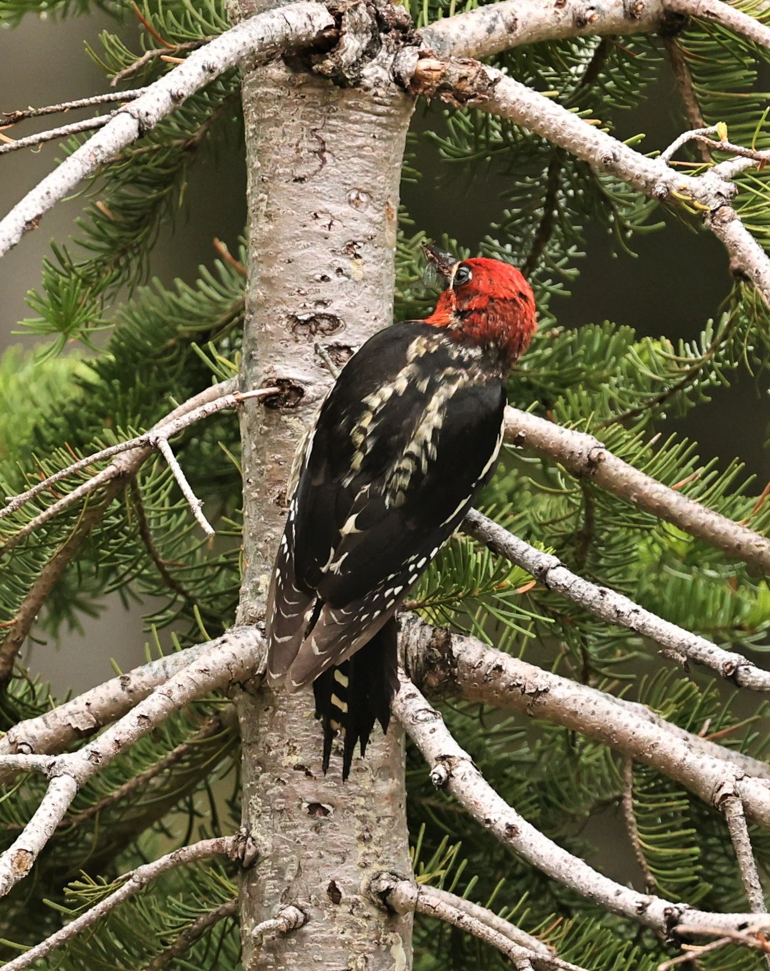 Sphyrapicus ruber - RED-BREASTED SAPSUCKER - MOUNT RAINIER NATIONAL PARK WASHINGTON (3).jpg