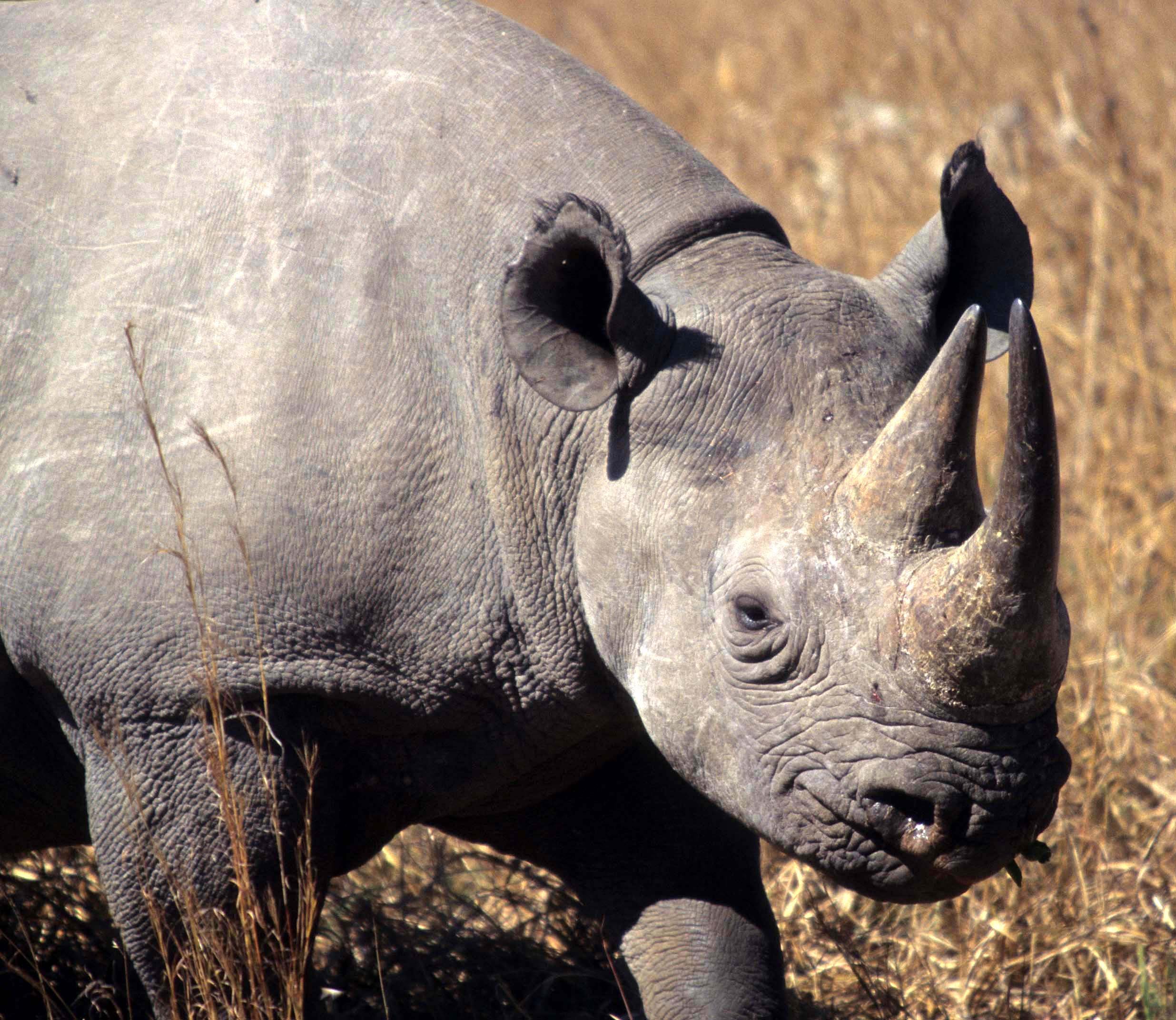 Diceros bicornis minor - SOUTH-CENTRAL BLACK RHINO - ZIMBABWE HWANGE (3).jpg