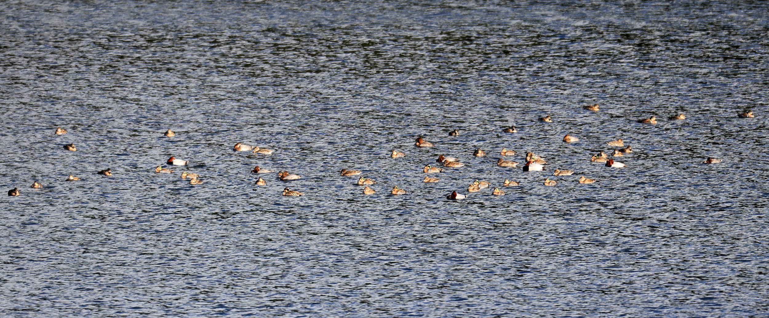 Baikal teal (Sibirionetta formosa) Takagawa Dam Lake, Kagoshima Japan (3).jpg