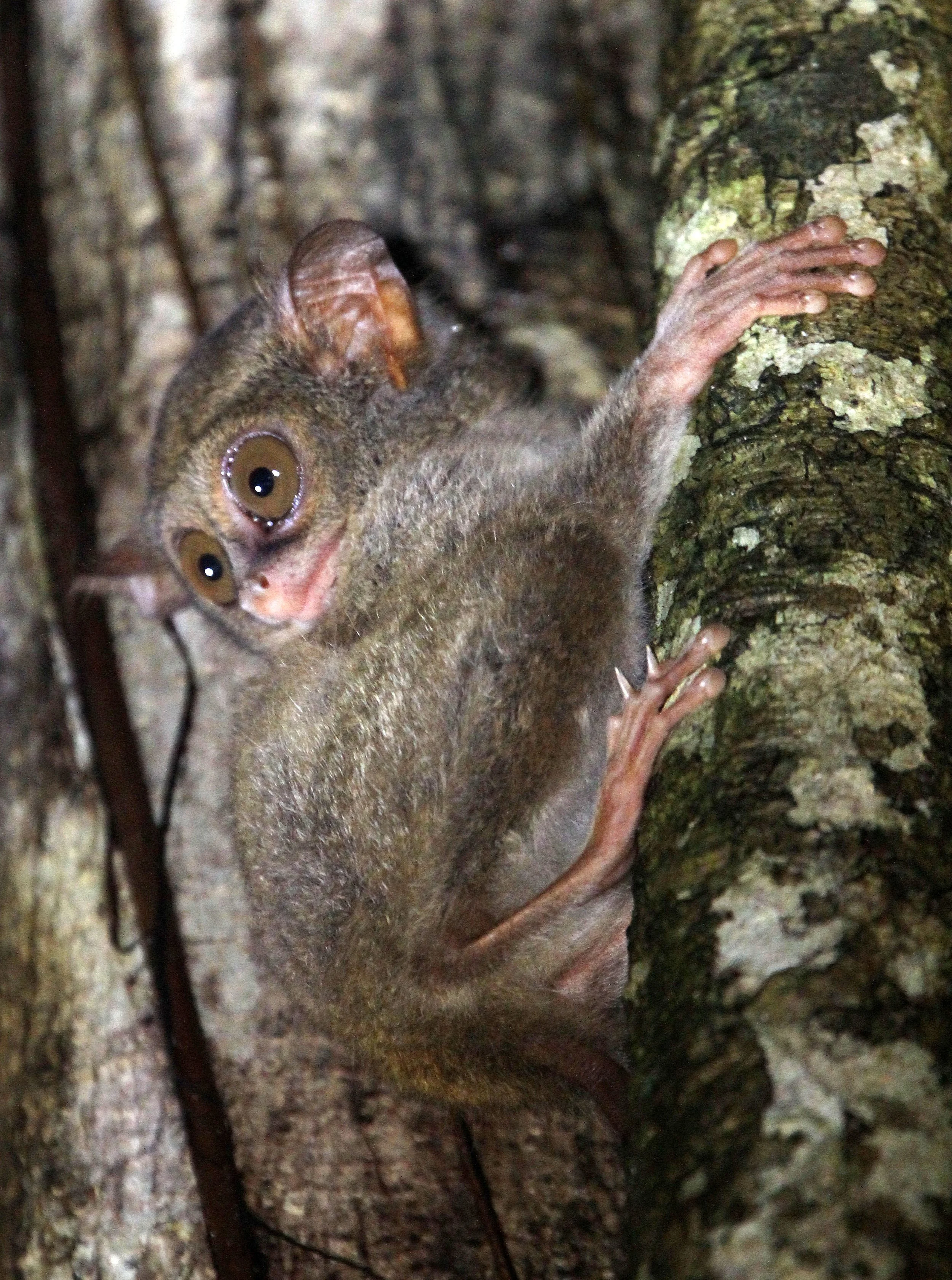 TARSIIDAE - Tarsius tarsier - SELAYAR (SPECTRAL) TARSIER - TANGKOKO NATIONAL PARK SULAWESI INDONESIA (71).JPG