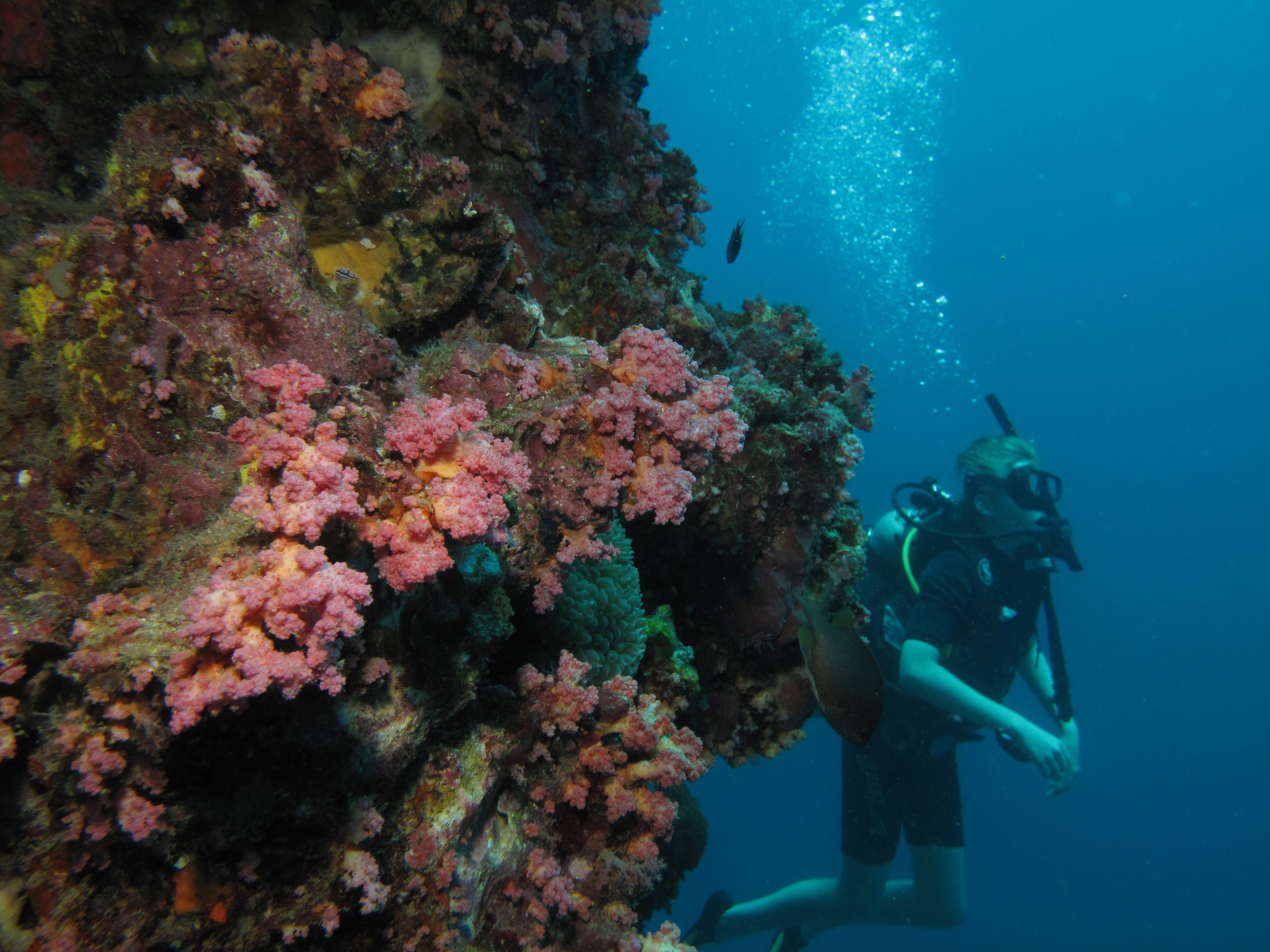 2013 Diving Koh Lanta (103).jpg