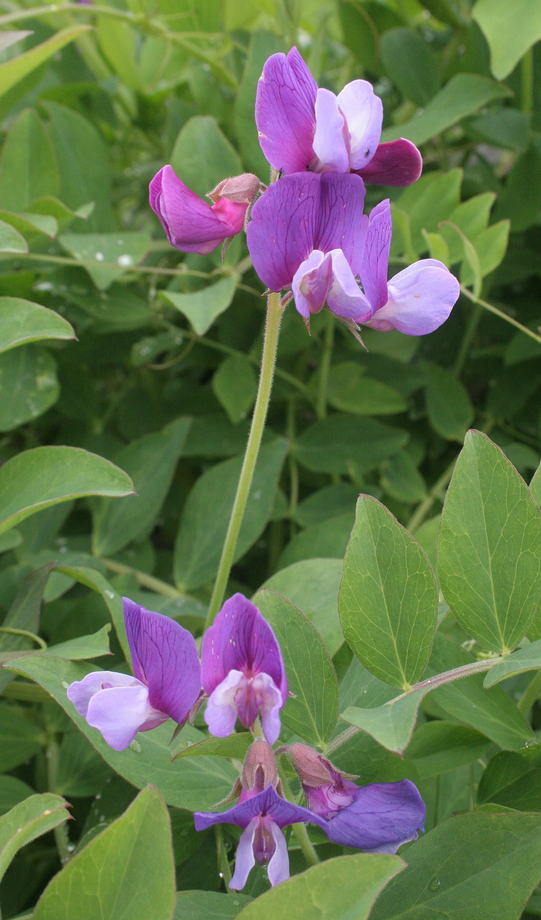 KURIL ISLANDS - FLORA  (111).jpg