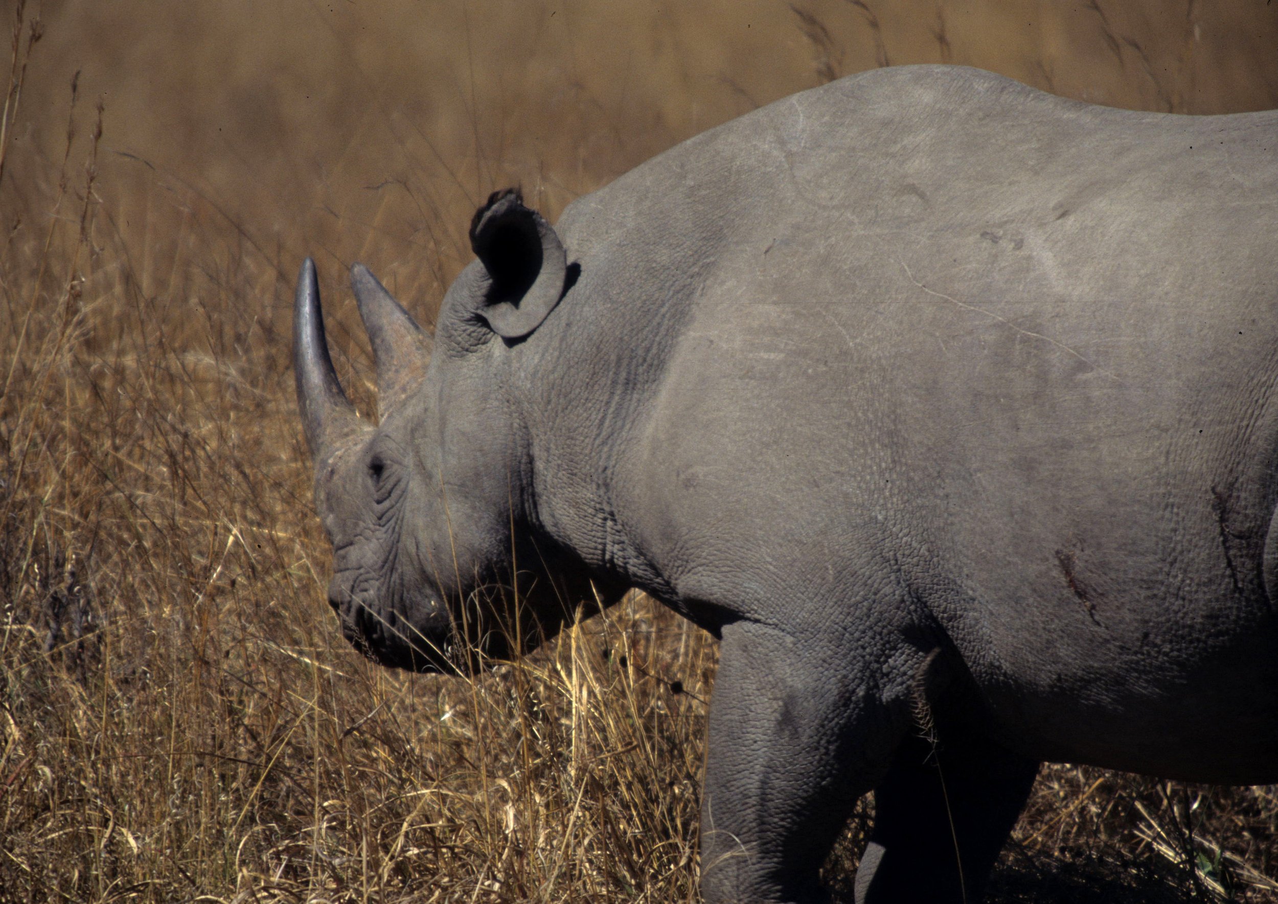RHINO- BLACK - ZIMBABWE 23.jpg