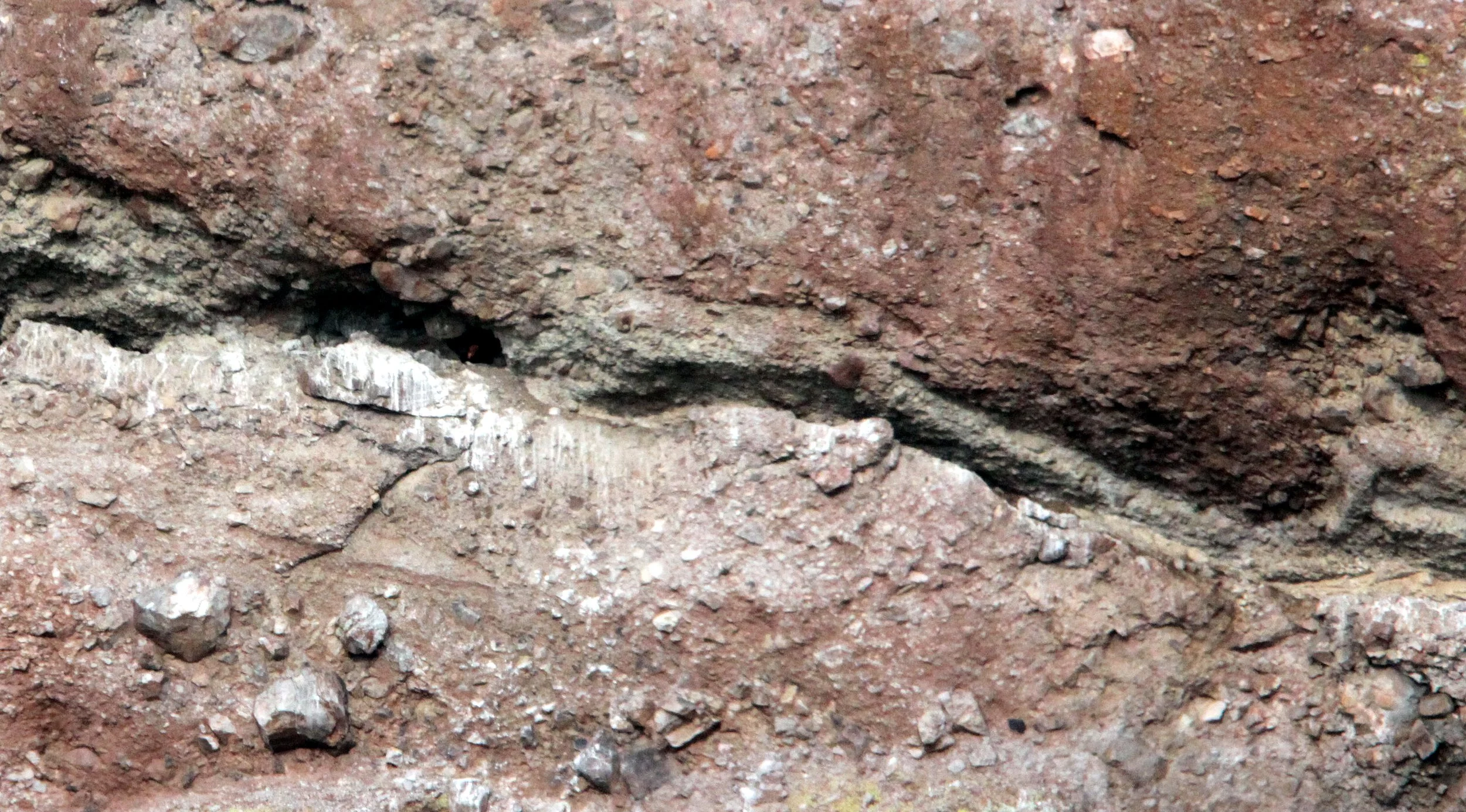 Gymnogyps californianus - CALIFORNIA CONDOR - PINNACLES NATIONAL MONUMENT CALIFORNIA (89).JPG