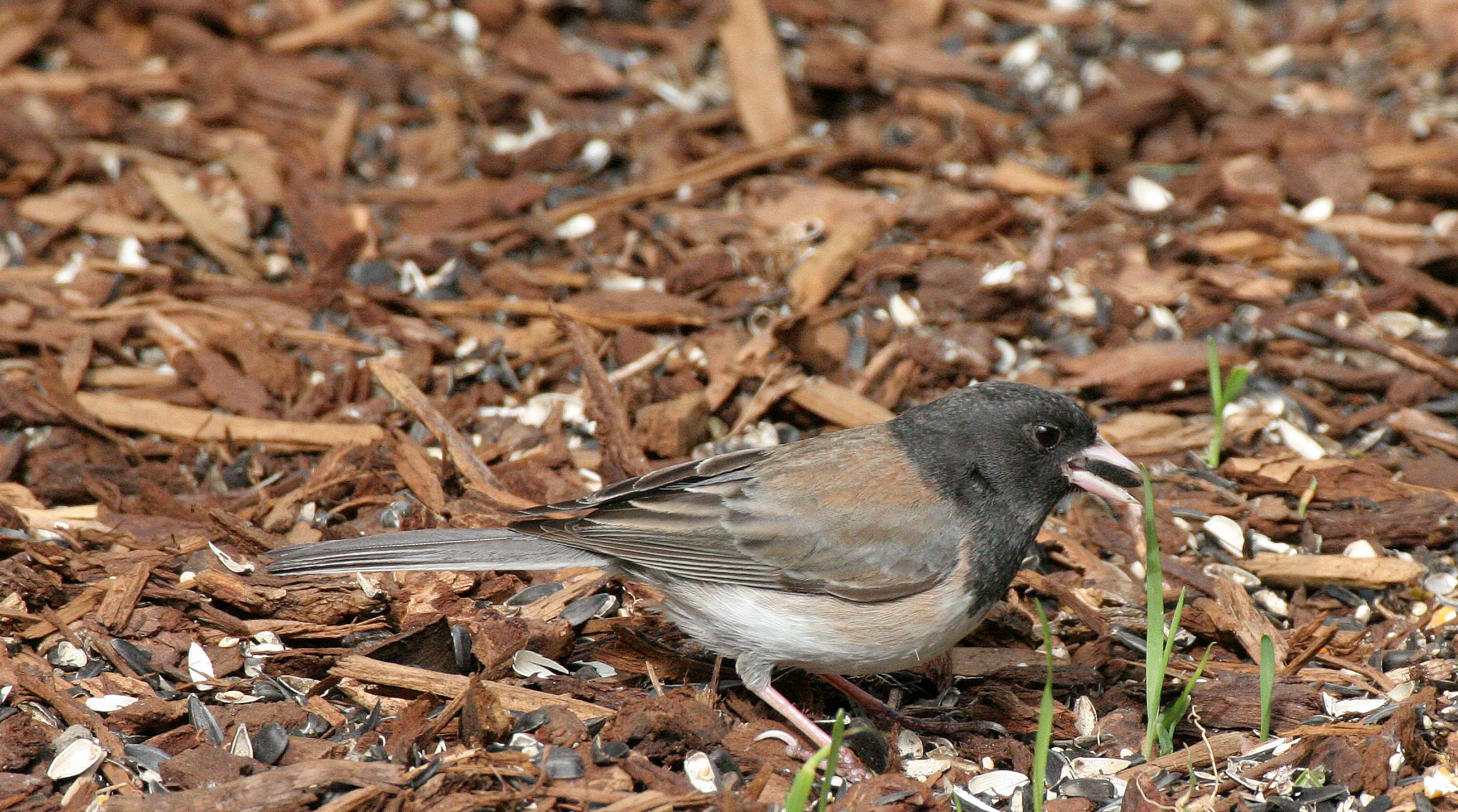 Dark-eyed Junco (Junco hyemalis) Oregon Race, Pale Adult - Dungeness River Reserve Olympic Peninsula (5).JPG
