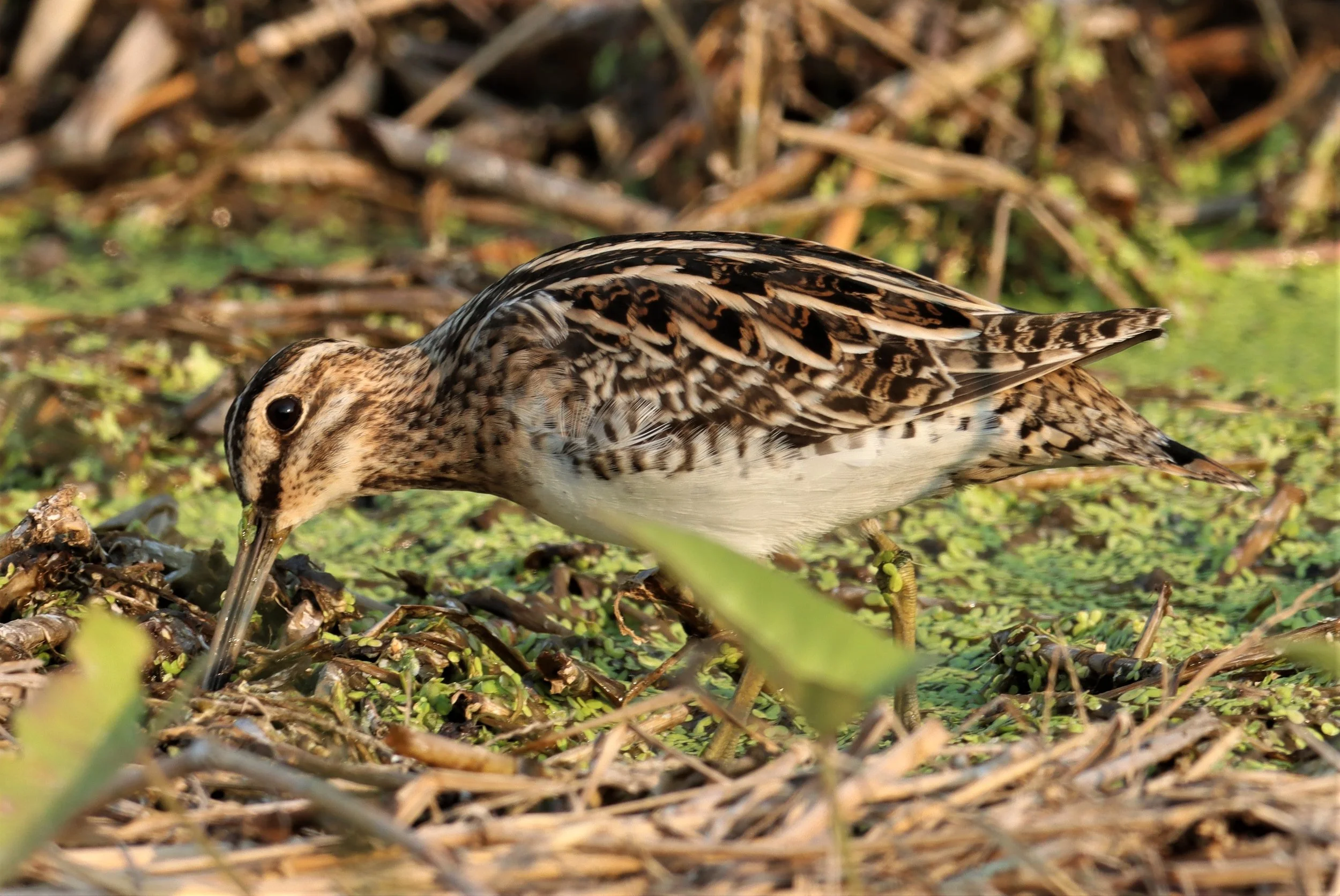 SNIPE - COMMON SNIPE - Gallinago gallinago - LAT KRABANG WETLANDS NEAR BKK (108).jpg