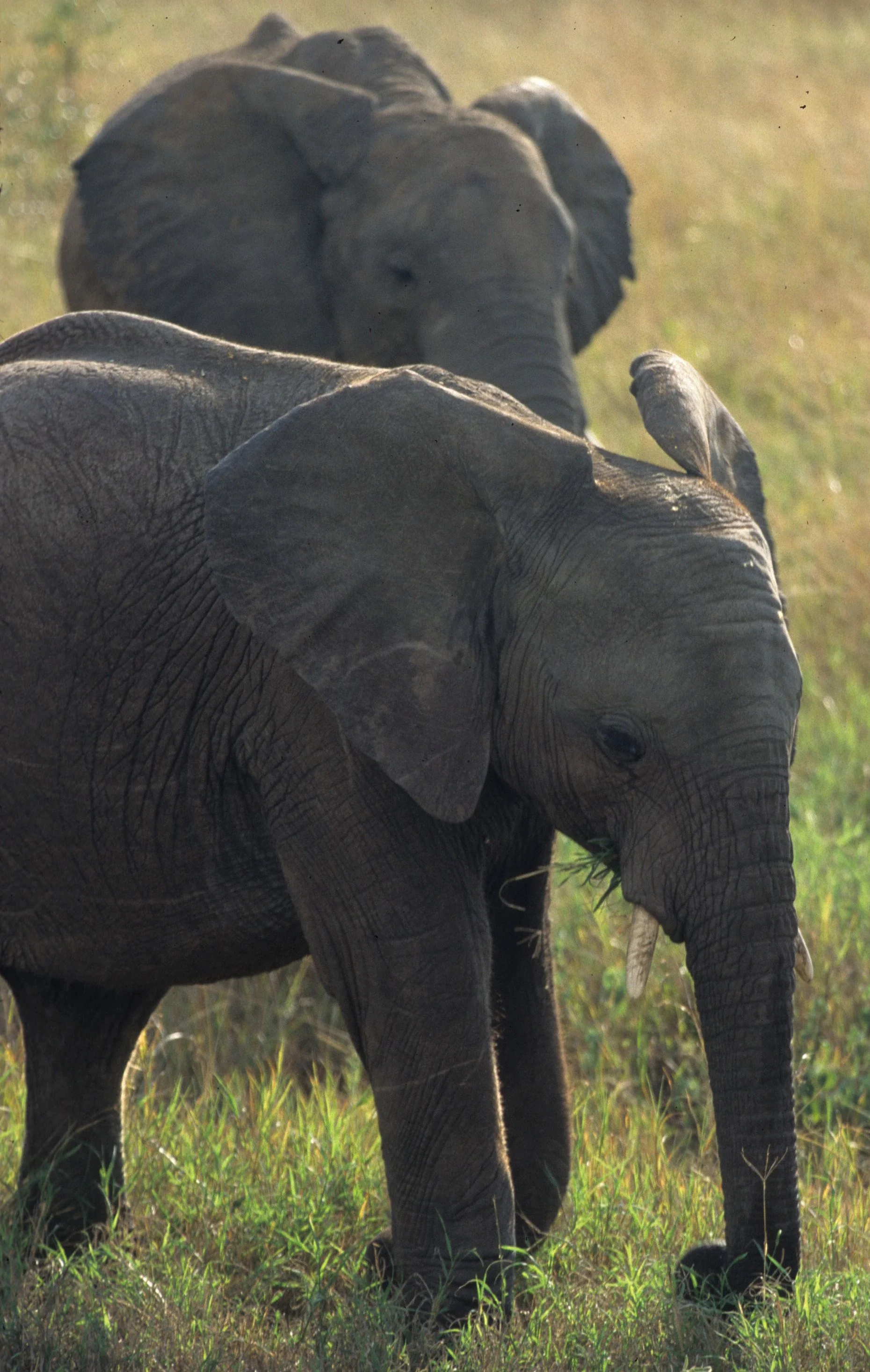 ELEPHANT - SERENGETI 28.jpg