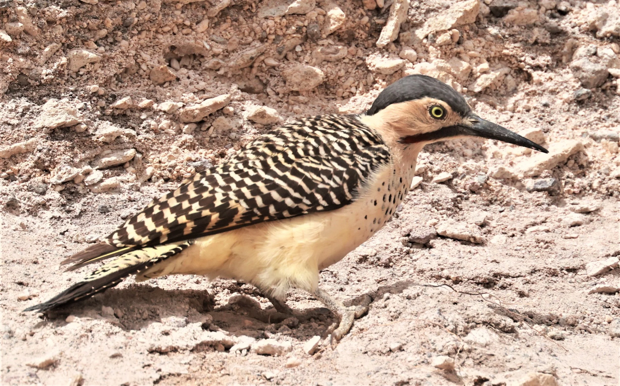 Woodpecker - Andean Flicker - Colaptes rupicola - Lauca National Park, Chile (46).jpg