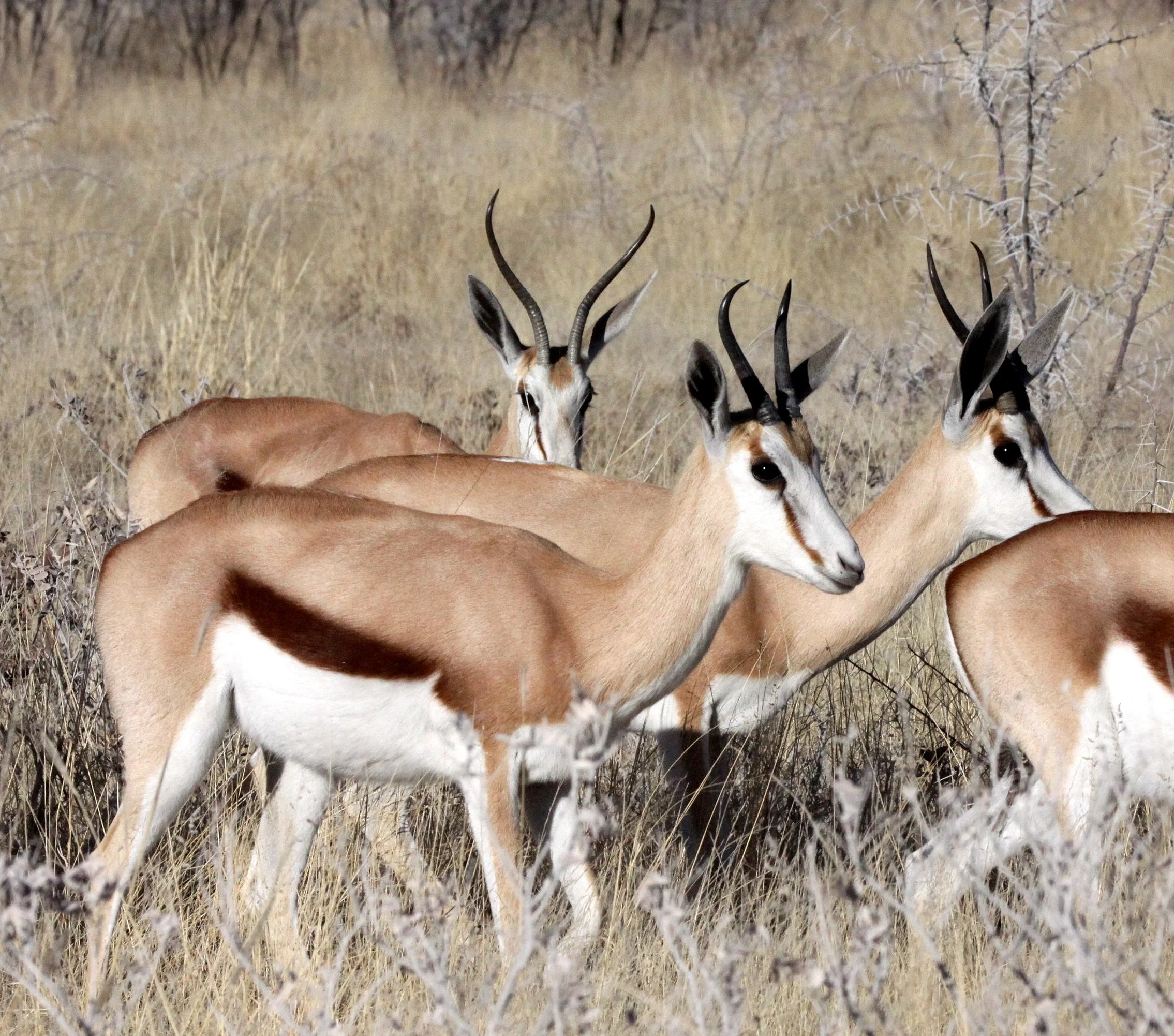 SPRINGBOK - ANGOLAN SPRINGBOK - Antidorcus angolensis - ETOSHA NATIONAL PARK NAMIBIA  (38).JPG