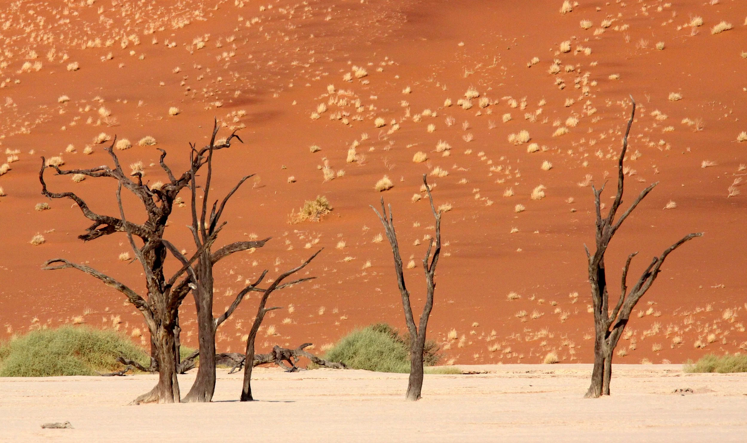 SOSSUSVLEI, NAMIB NAUKLUFT NATIONAL PARK, NAMIBIA - DEAD VLEI (59).JPG