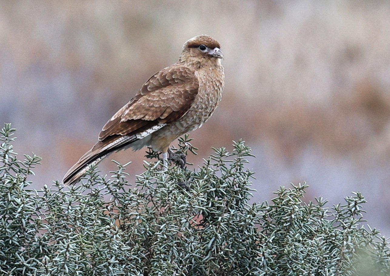 Chimango Caracara (Daptrius chimango) Lagunas del Ornitólogo, Trelew Argentina (6).jpg