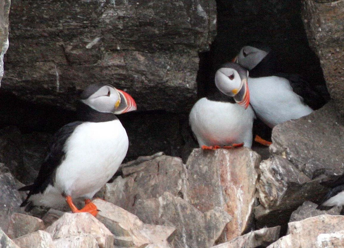 Atlantic Puffin