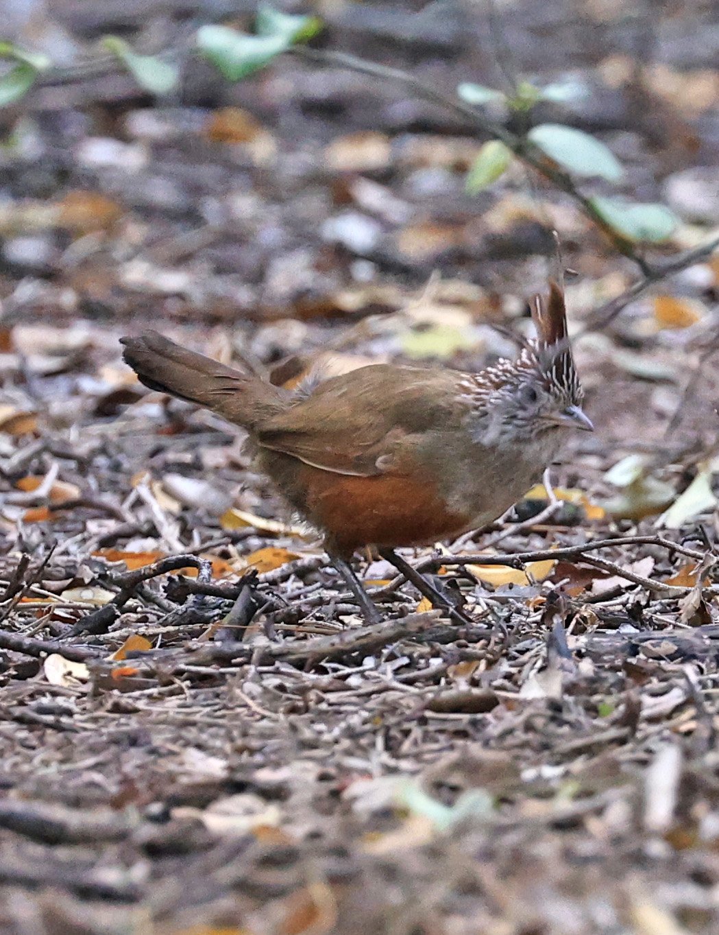 Crested Gallito (Rhinocrypta lanceolata) Chaco Lodge & Laguna Salada Paraguay (9).jpg