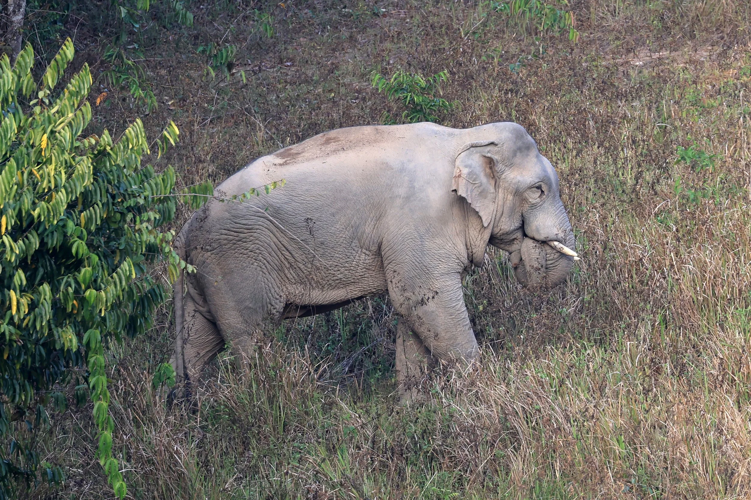 Asian Elephant (Elephas maximus) Khao Yai National Park, Thailand (100).jpg