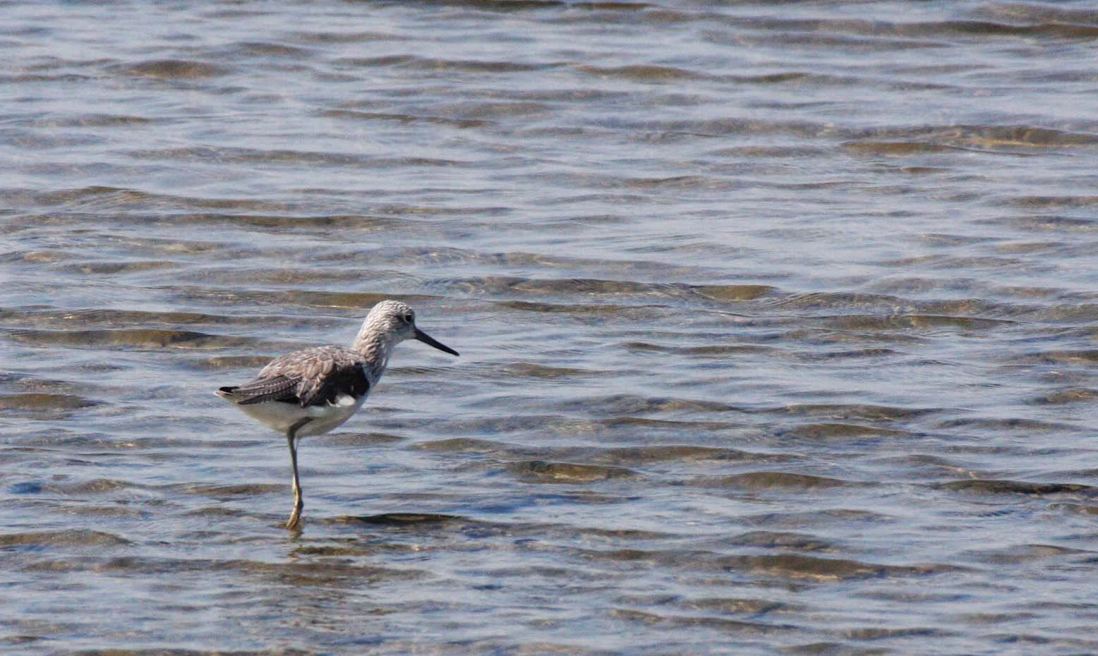 GREENSHANK - COMMON GREENSHANK - Tringa nebularia - SOUTH OF BKK - PAK THALE AREA (1).JPG