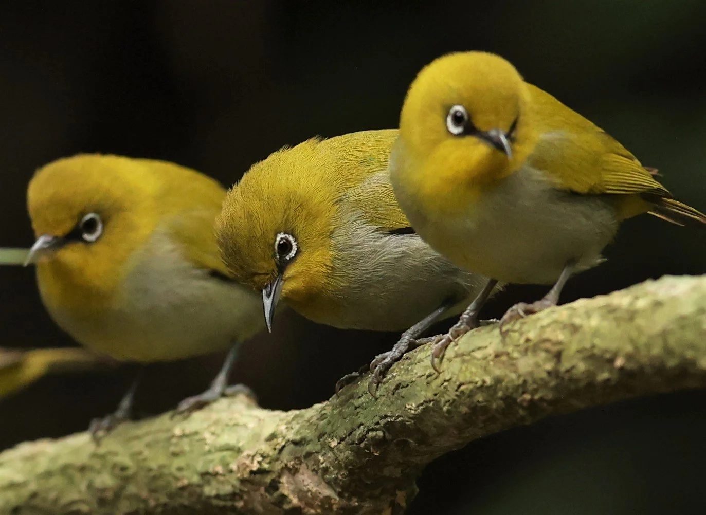 Indian White-eye (Zosterops palpebrosus) Doi Inthanon NP Chiang Mai (17).JPG