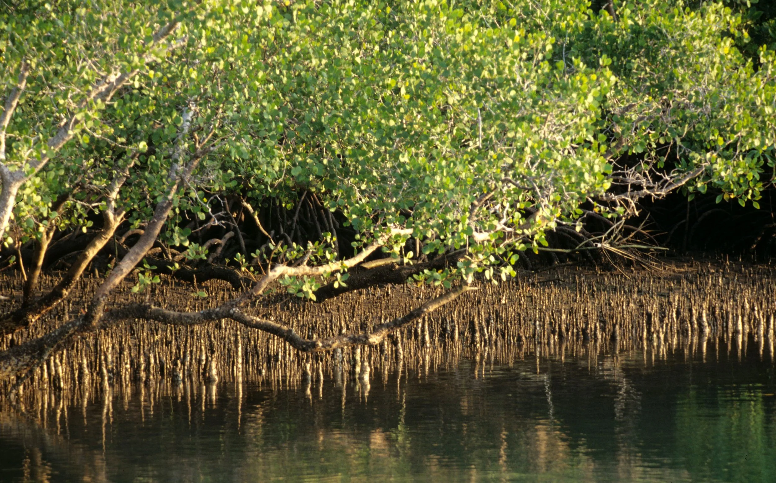 KOMODO - MANGROVES.jpg