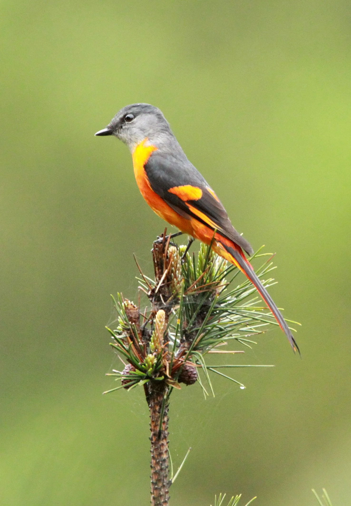 Gray-chinned Minivet (Pericrocotus solaris) Anhui Province China (16).JPG