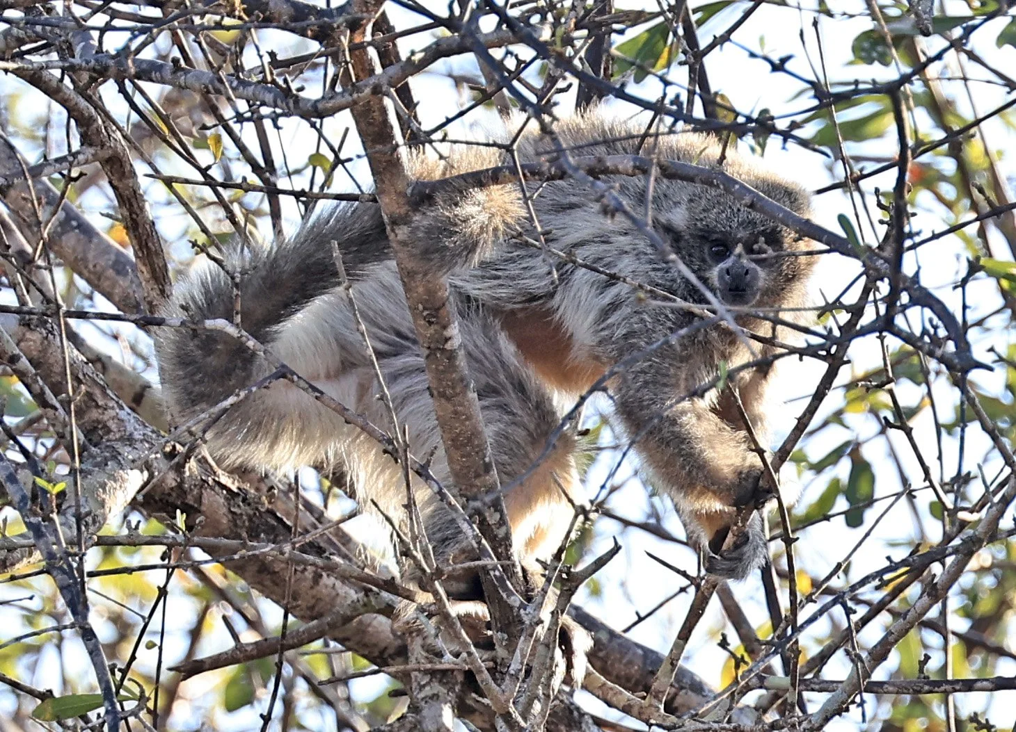 Chacoan or White-coated Titi (Callicebus pallescens) Agua Dulce Paraguay (29).jpg