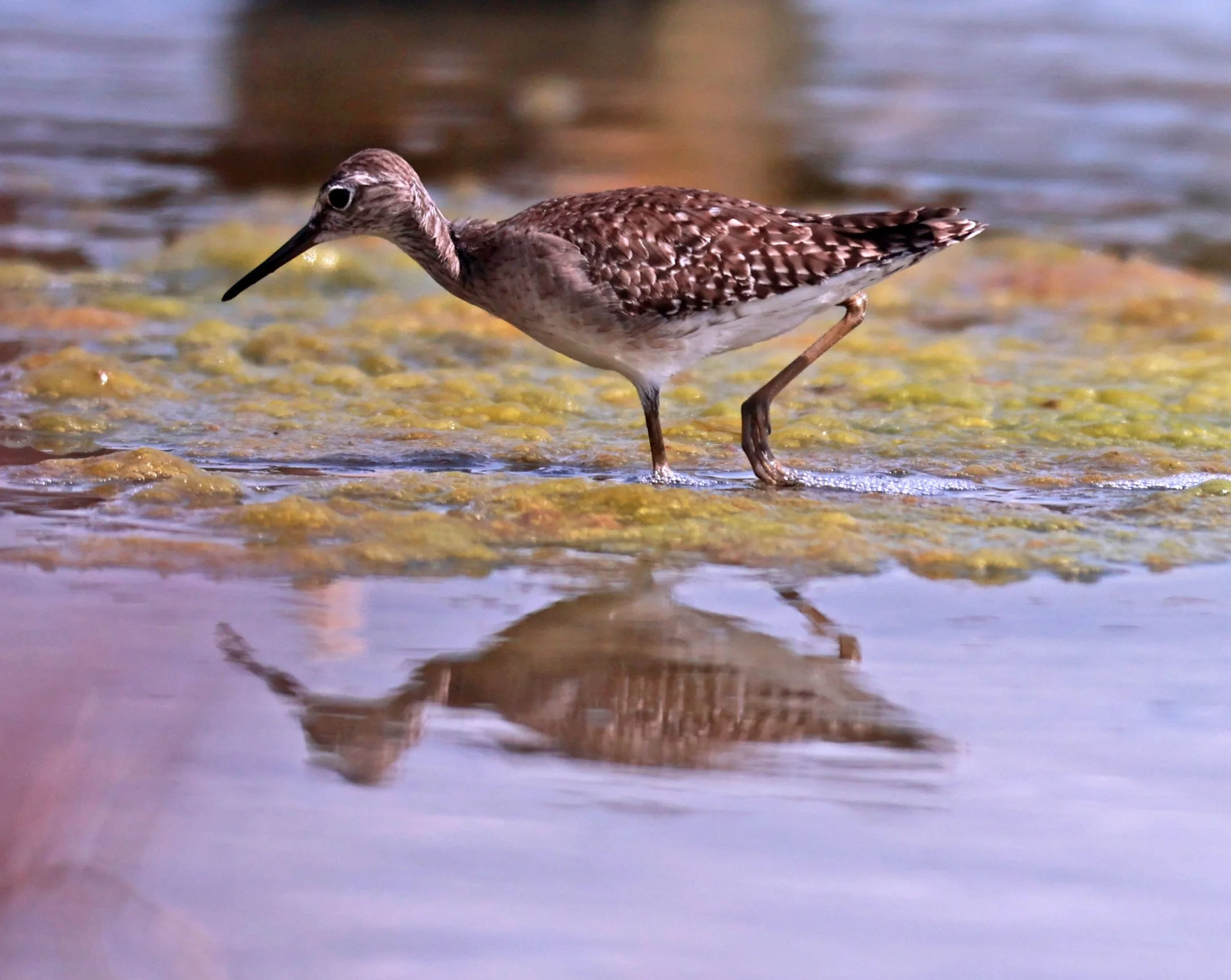 Wood Sandpiper (Tringa glareola) Klua (Salt) Cafe Chachoengsao 23 November 2024 (2)