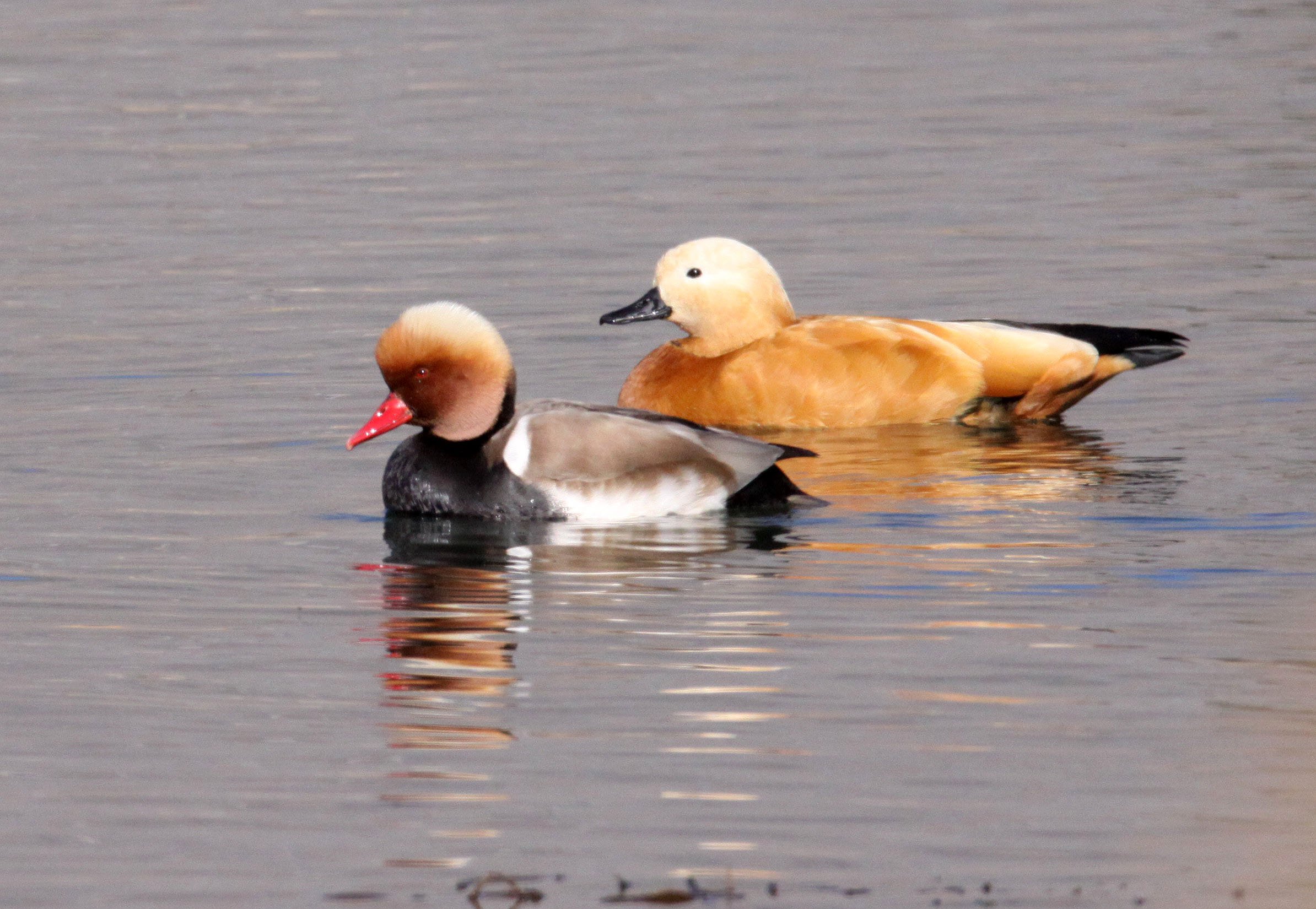 POCHARD - RED-CRESTED POCHARD - Netta rufina - CAO HAI WETLANDS PARK NEAR LIJIANG YUNNAN CHINA (58).JPG