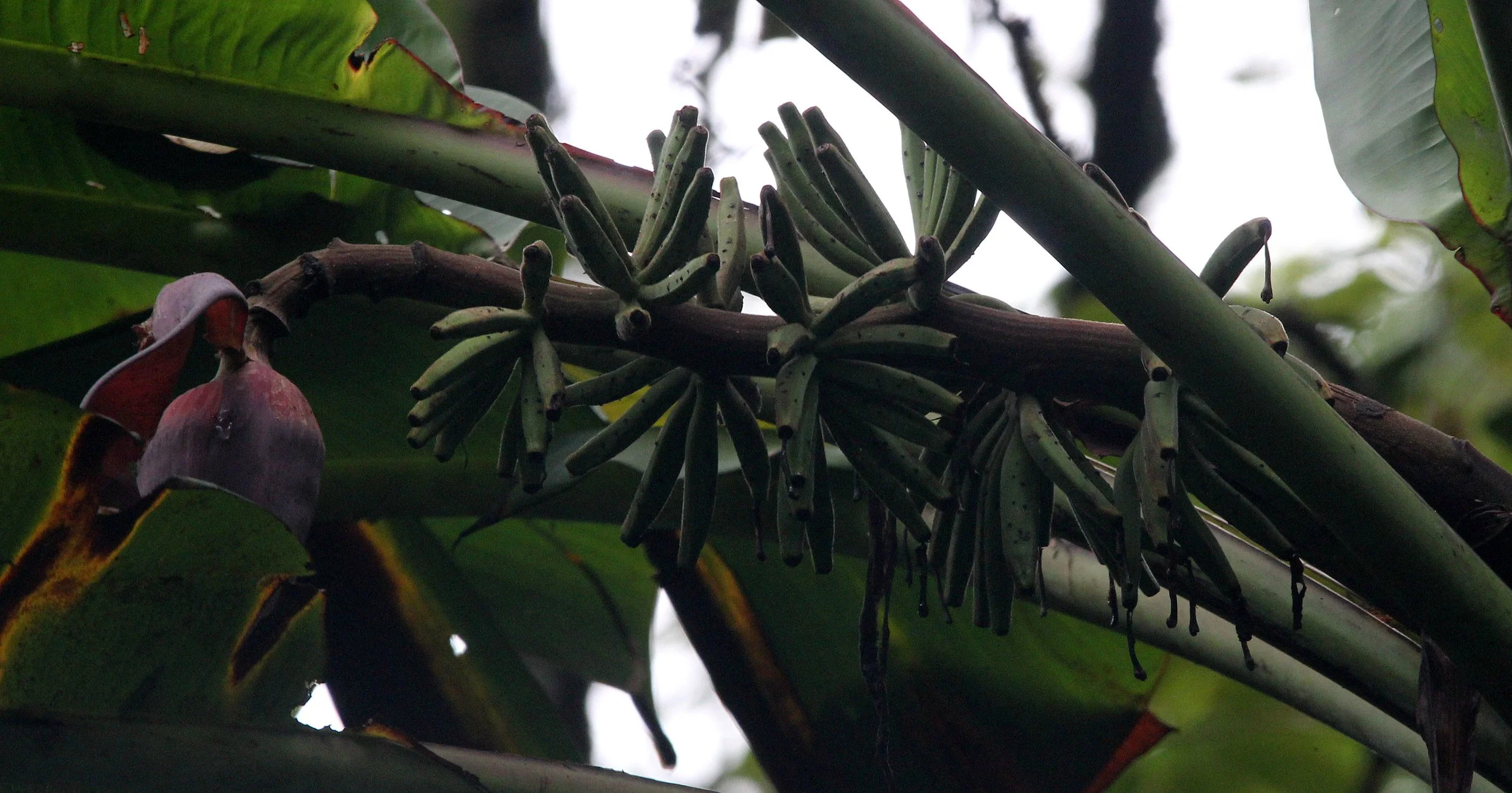 GEDE NATIONAL PARK - JAVA BARAT INDONESIA (21).JPG