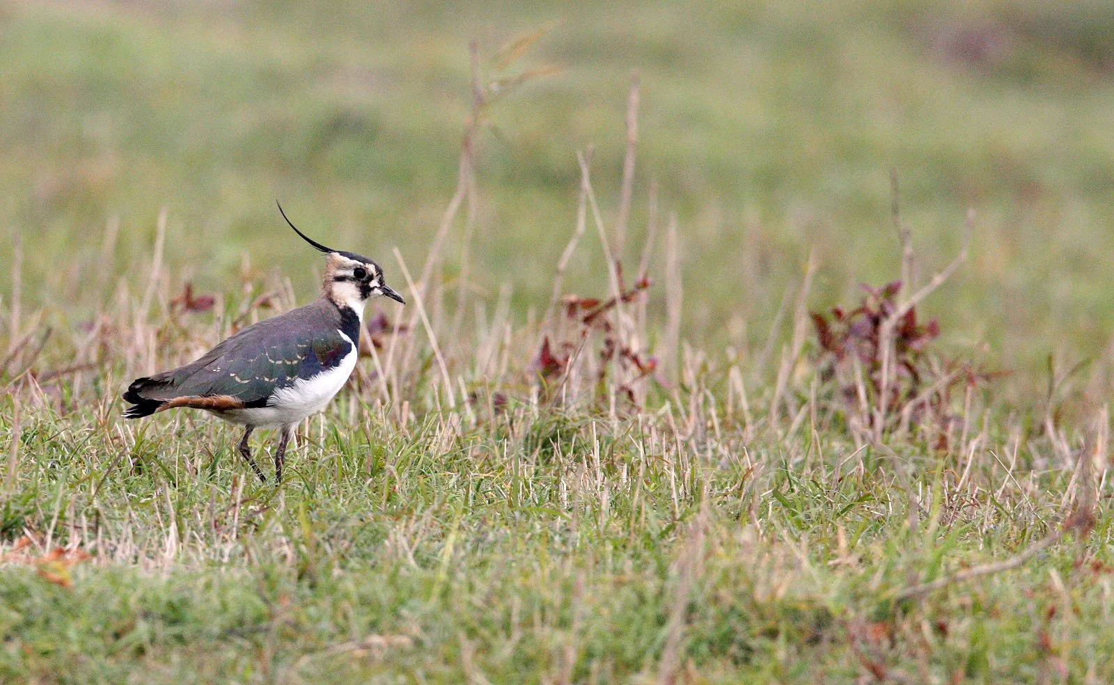 LAPWING - NORTHERN LAPWING - Vanellus vanellus - POYANG LAKE, JIANGXI PROVINCE, CHINA (35).JPG