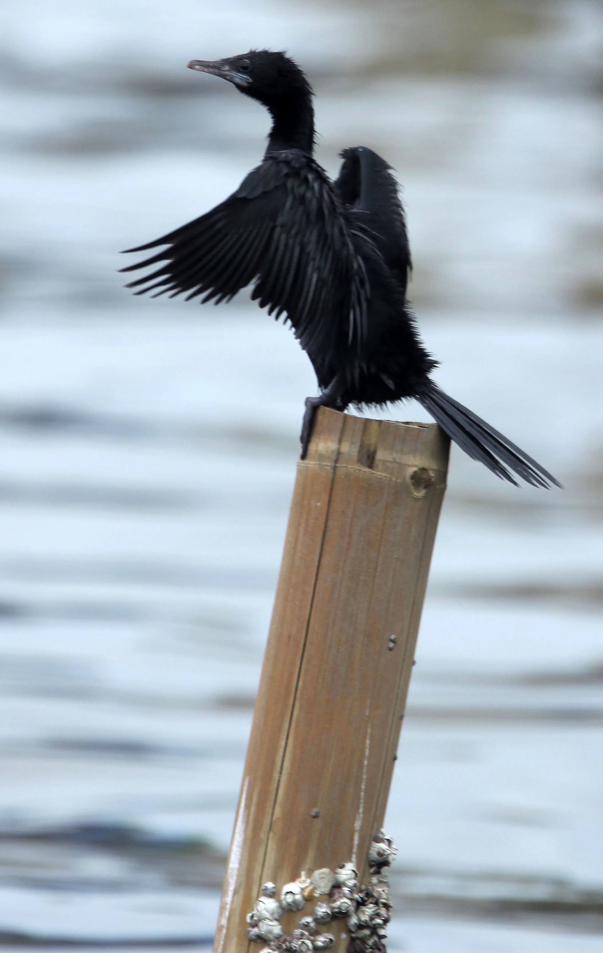 Microcarbo niger - Little Cormorant - Phalocrocorax niger - THA KHAM BANGKOK (5).JPG