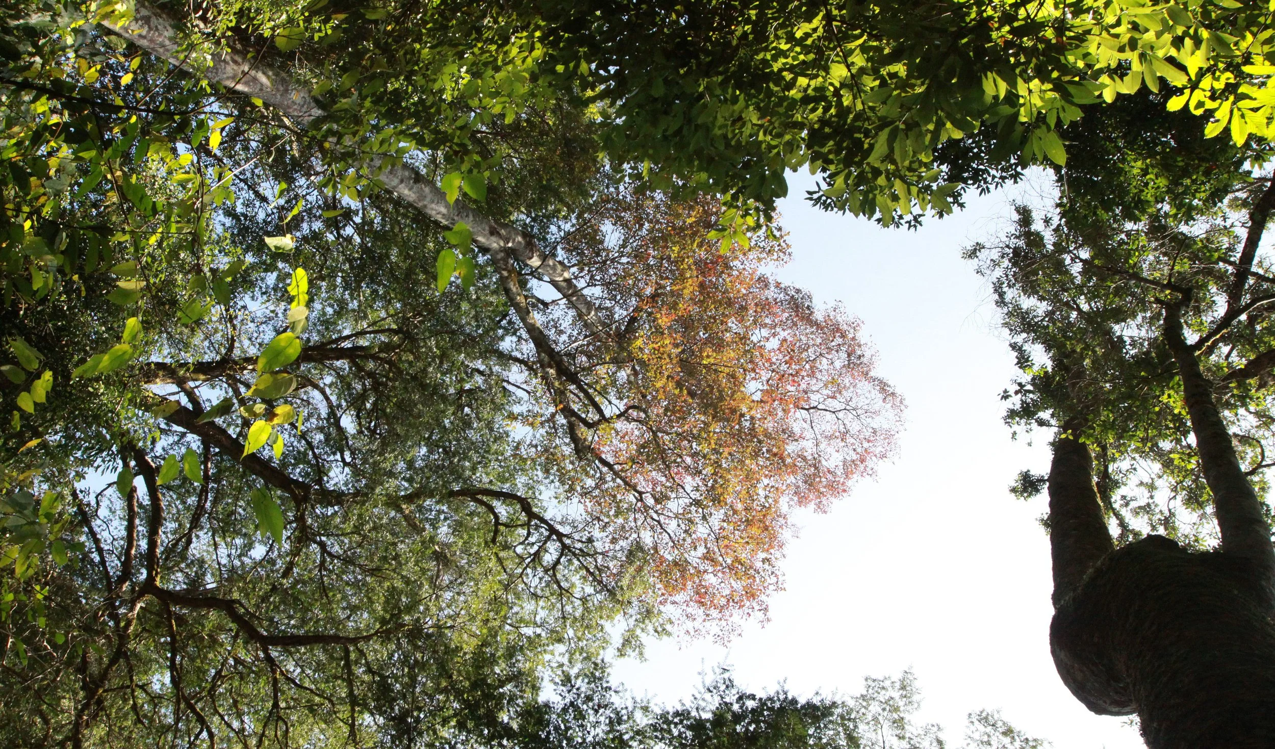 CHINESE YEW RESERVE - FUJIAN CHINA (26).JPG