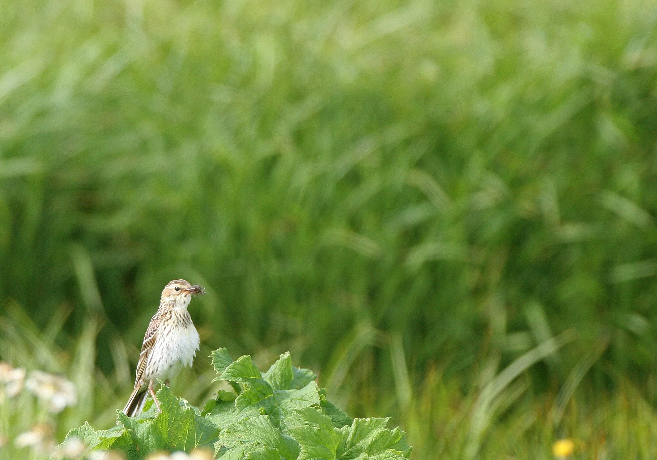 Red-throated Pipit (Anthus cervinus) COMMANDER ISLANDS Russia (5).jpg