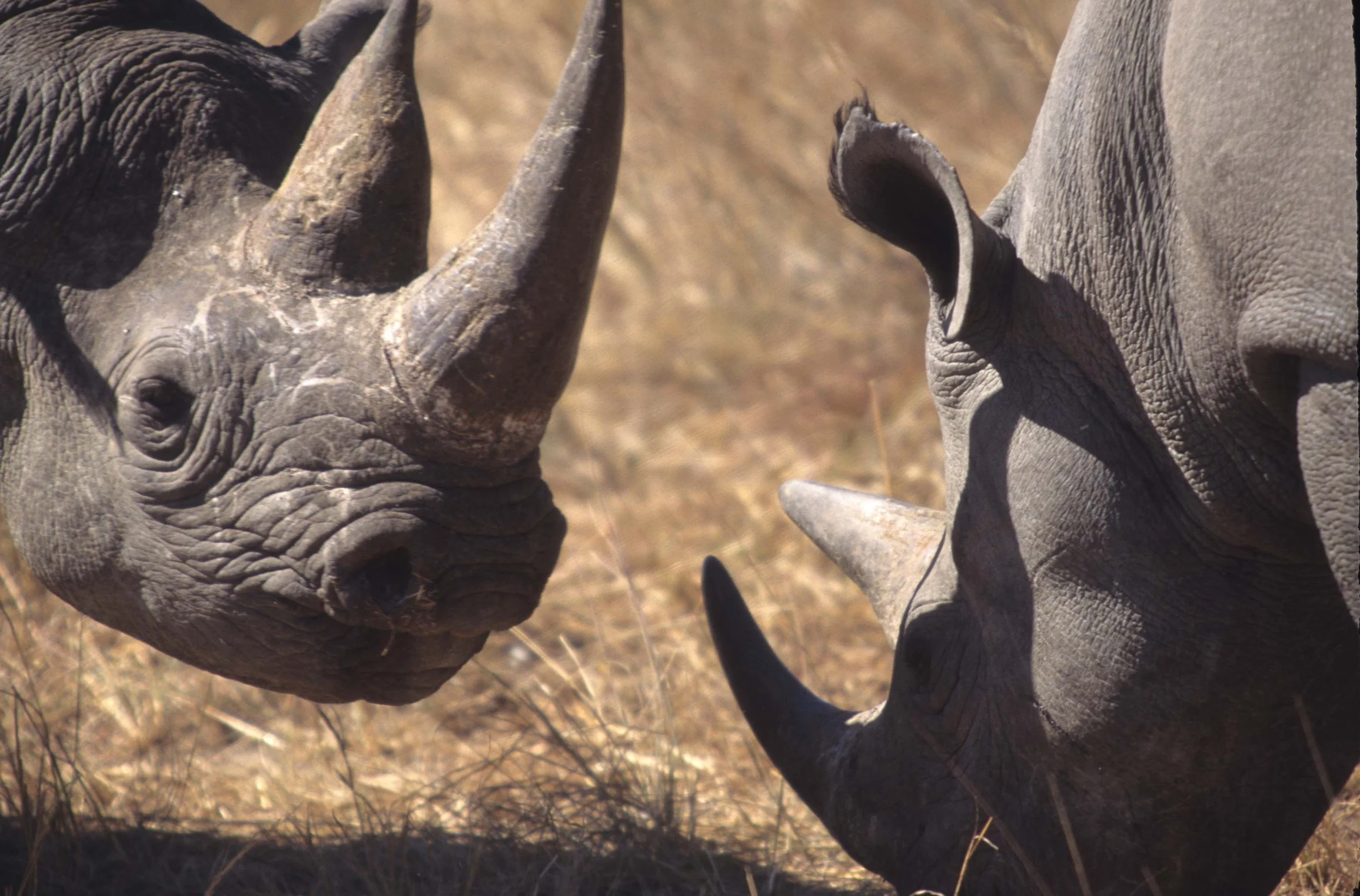 RHINO- BLACK - ZIMBABWE 8.jpg