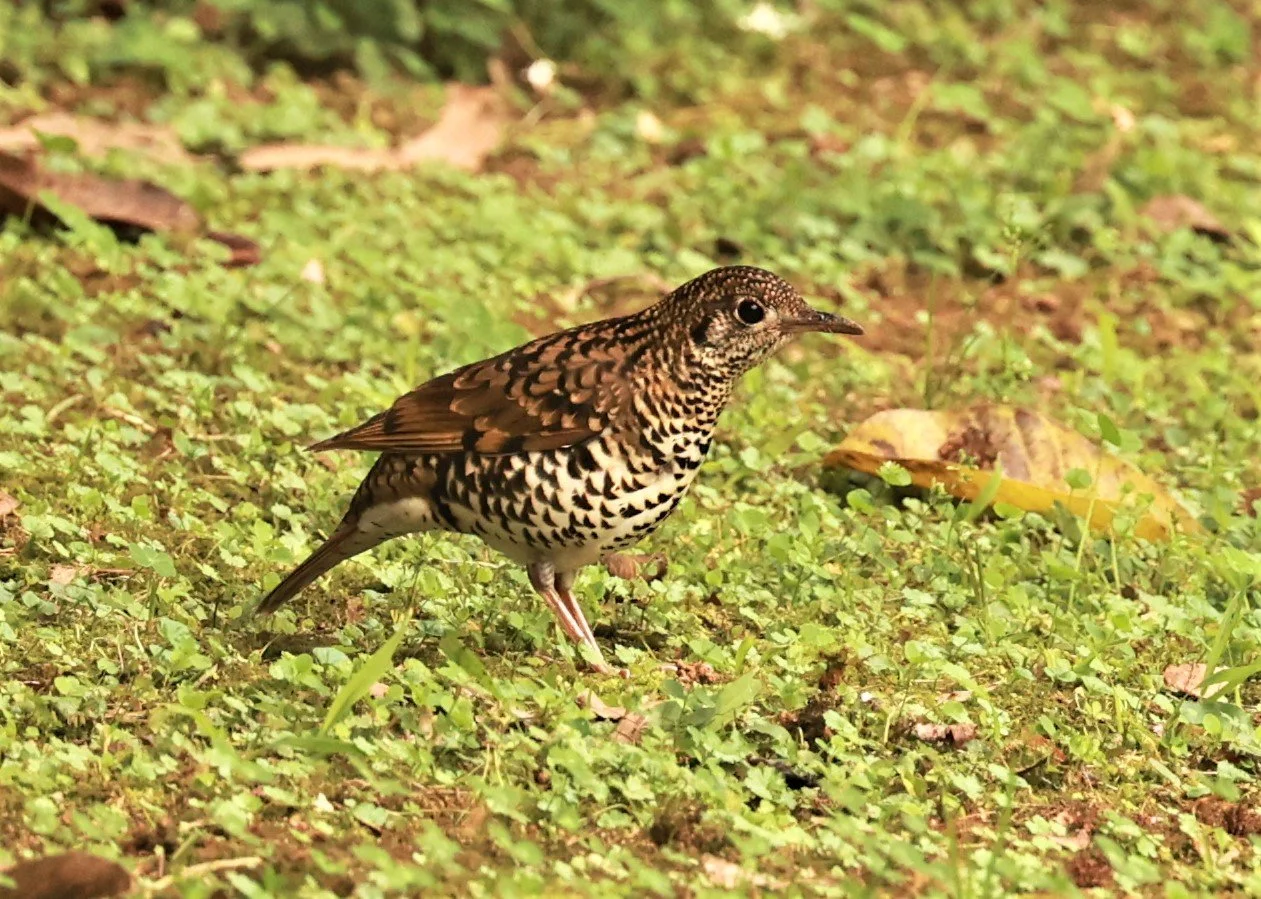 Scaly Thrush (Zoothera dauma) Doi Ang Kang Chiang Mai (38).jpg