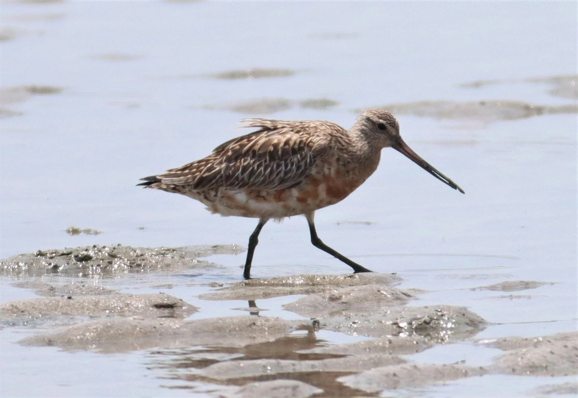 GODWIT - BAR-TAILED GODWIT - Limosa lapponica - KING'S GREEN CAVIAR PROJECT PETBURI  (24).jpg