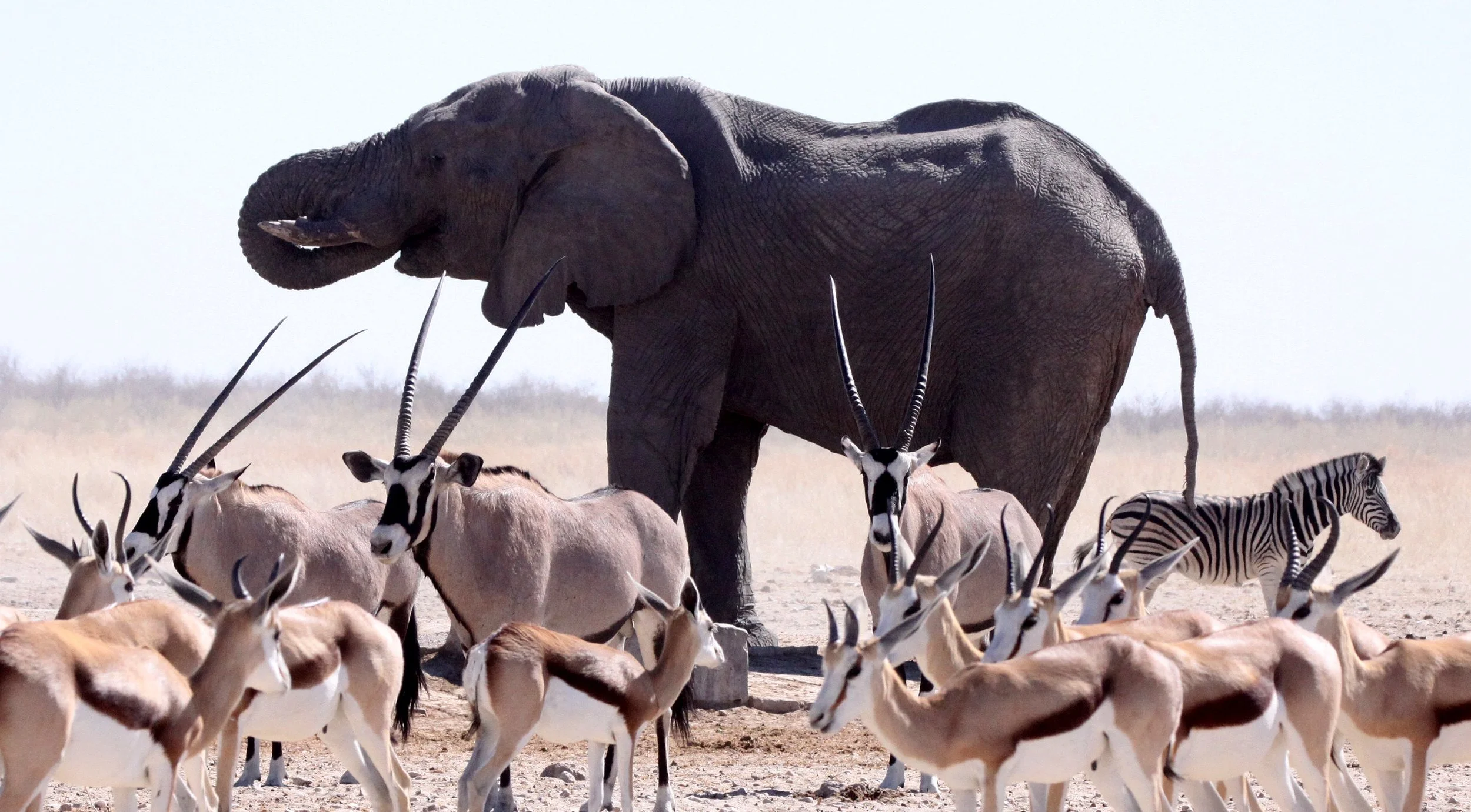 ELEPHANT - AFRICAN ELEPHANT - ETOSHA NATIONAL PARK NAMIBIA (60).JPG