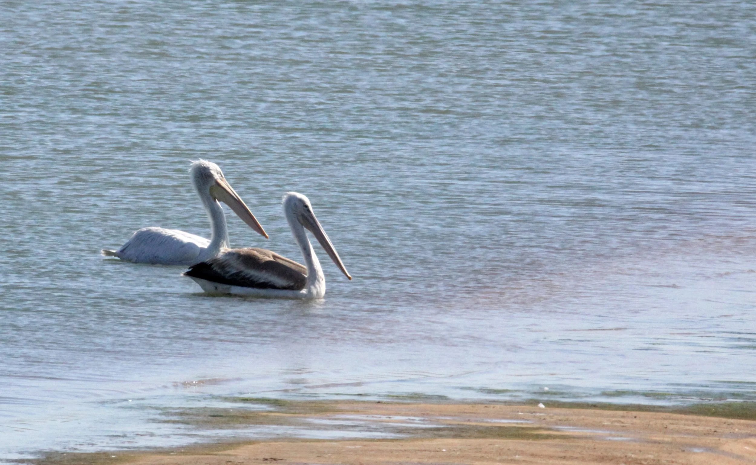 Pelecanus crispus - DALMATIAN PELICAN - SOMCHAT GUJARAT INDIA (1).JPG