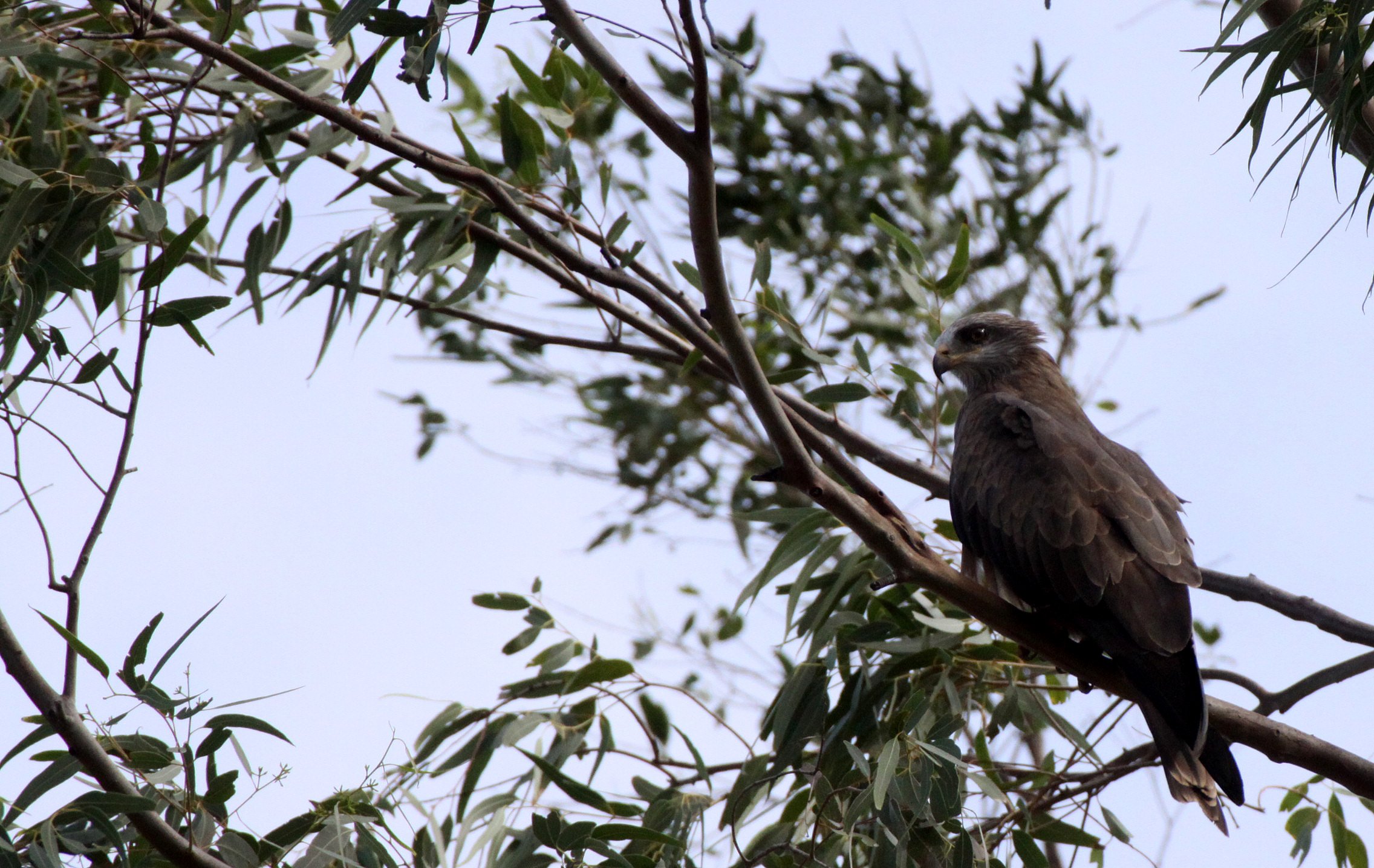 Milvus aegyptius parasitus - YELLOW-BILLED KITE - ANDOHAHELA NATIONAL PARK MADAGASCAR (3).JPG