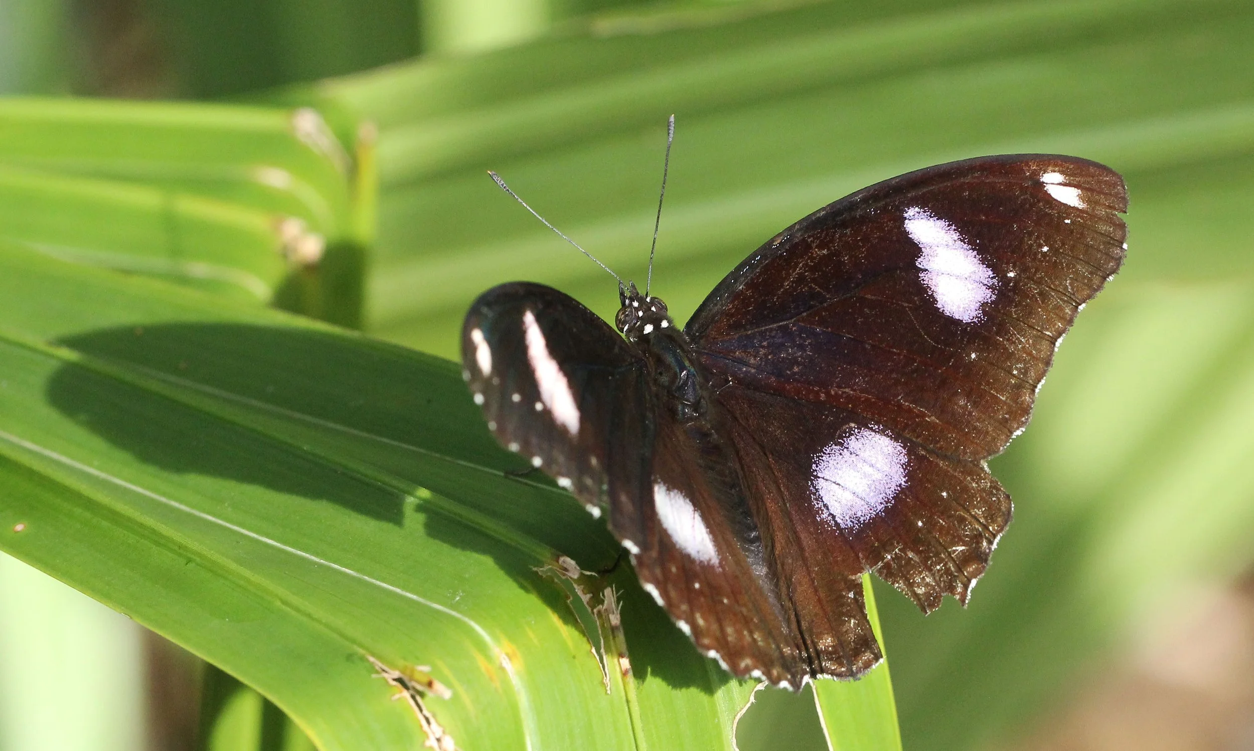 Nymphalidae - Hypolimnas bolina - Koh Lanta Thailand 