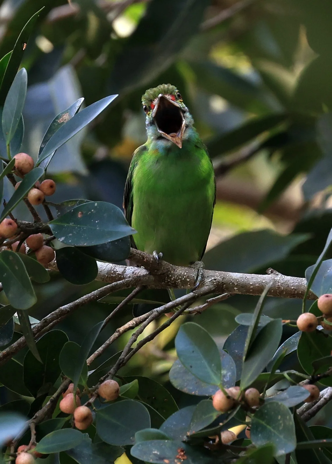 Moustached Barbet (Psilopogon incognitus) Khao Yai National Park Feb 2026 Day 2 (6).jpg