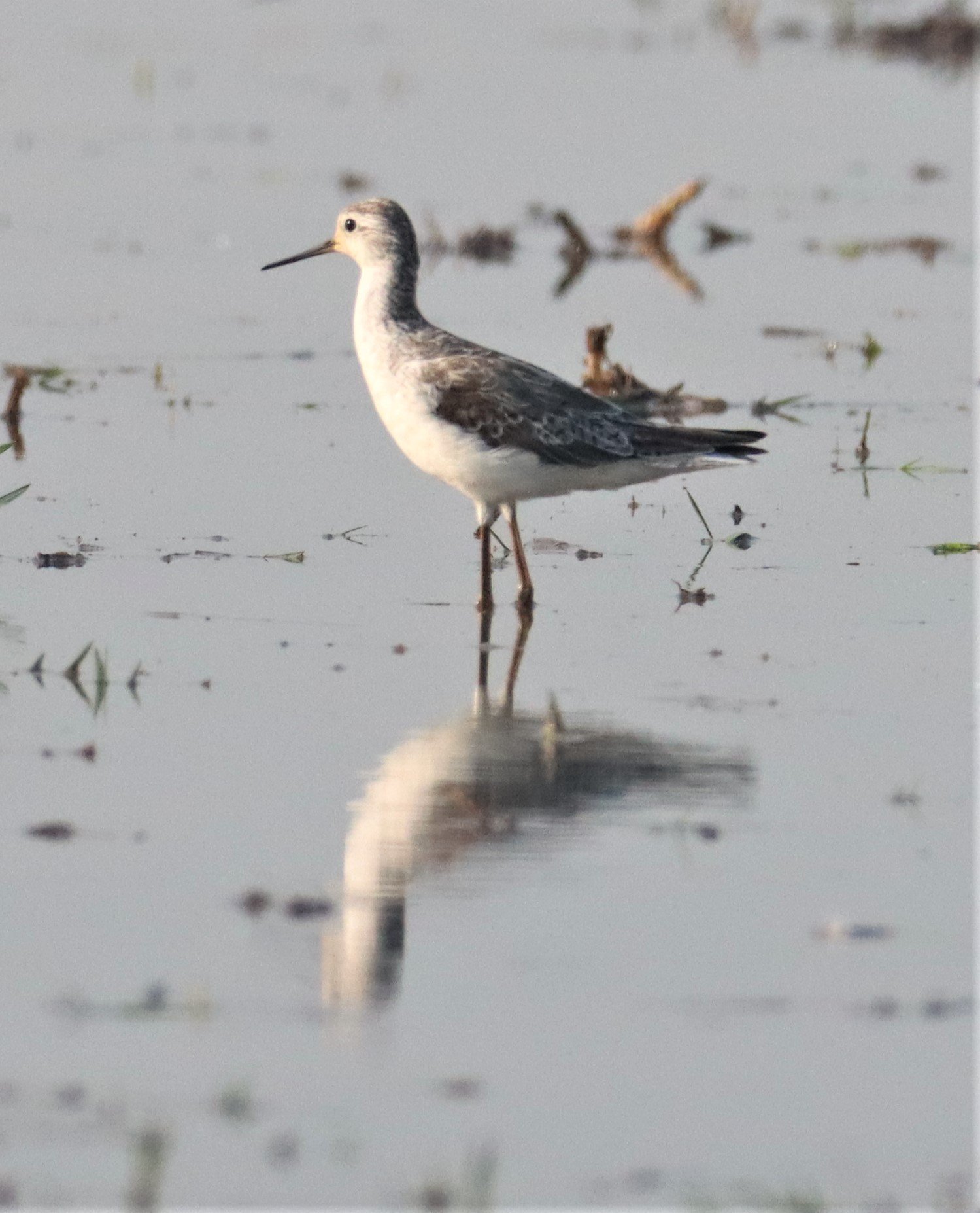 SANDPIPER - MARSH SANDPIPER - Tringa stagnatilis - PATHUM THANI RICE RESEARCH CT (9).JPG