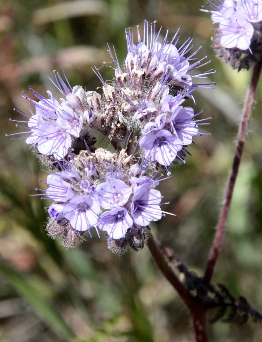 HYDROPHYLLACEAE - PHACELIA TENACETIFOLIA - FERN LEAF PHACELIA - CARRIZO PLAIN NATIONAL MONUMENT CALIFORNIA.JPG