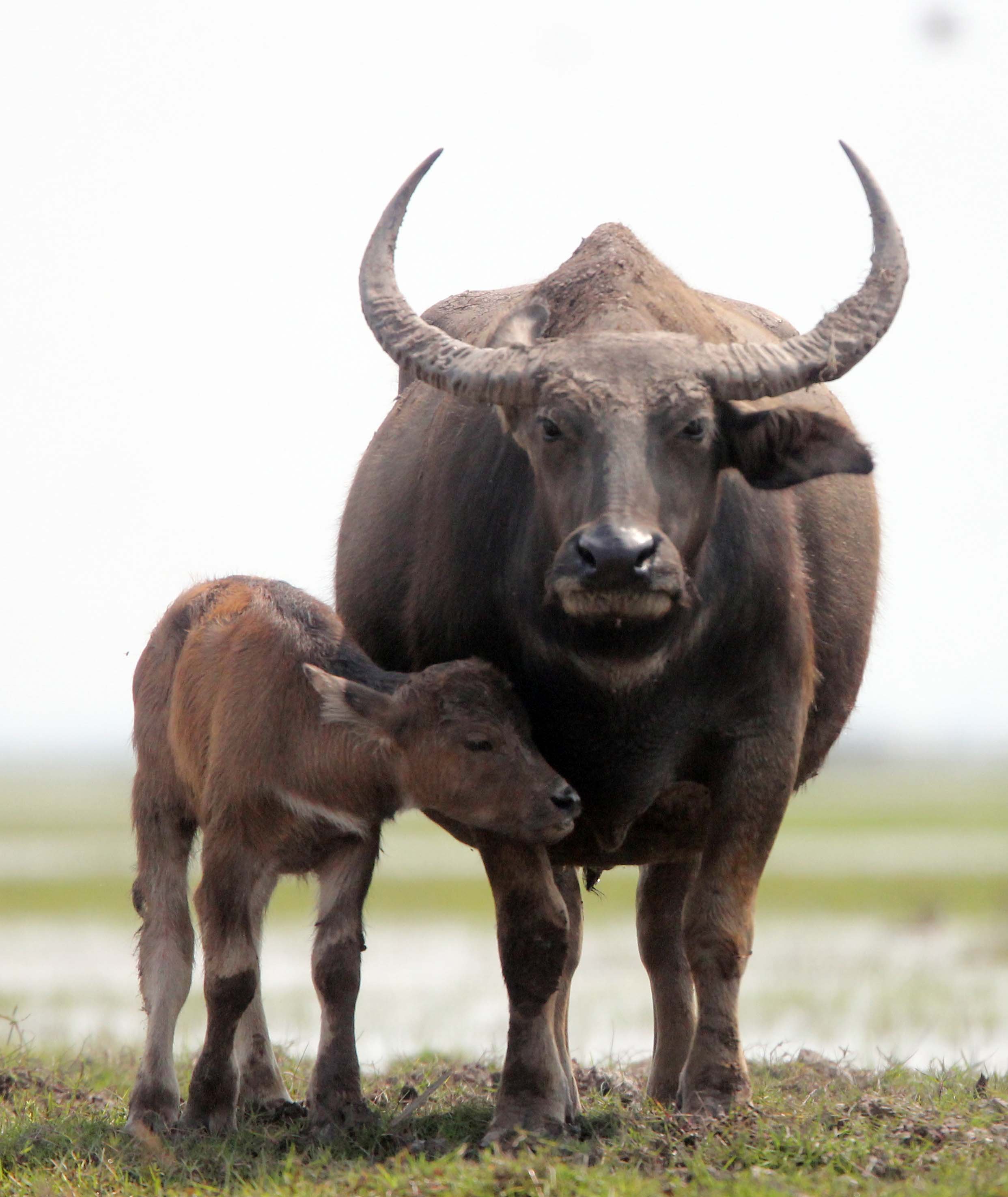 BUFFALO - DOMESTIC SWAMP BUFFALO - Bubalis bubalis var. kerabau - THALE NOI WATERBIRD PARK, PHATTHALUNG (16).JPG