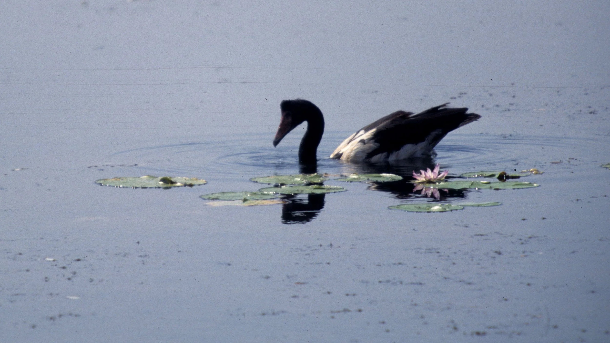 BIRD - GOOSE - MAGPIE GOOSE - KAKADU NP G.jpg