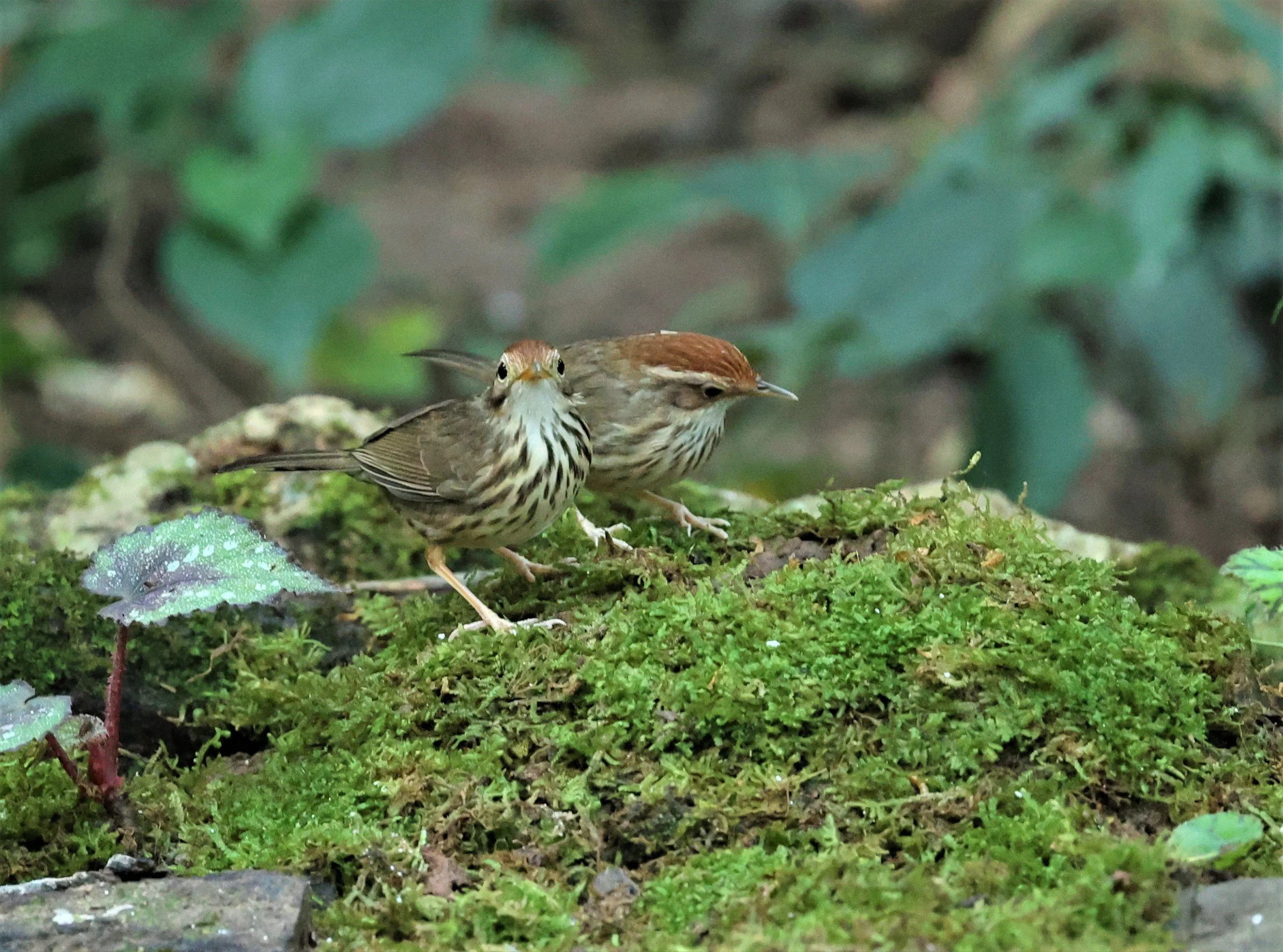 BABBLER - PUFF-THROATED BABBLER - Pellorneum ruficeps - PETCHABURI PROVINCE - NUY HIDE NEAR KAENG KRACHAN JAN 2022 (5).jpg