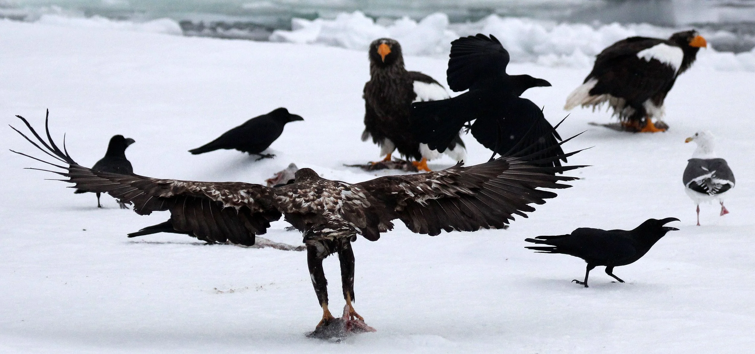Haliaeetus albicilla - WHITE-TAILED EAGLE - RAUSU, SHIRETOKO PENINSULA, HOKKAIDO JAPAN (366).JPG