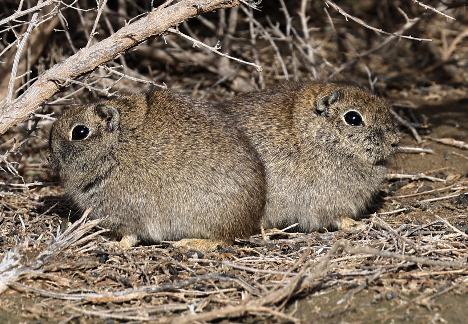 Southern Mountain Cavy (Microcavia australis) Valdes Peninsula, Chubut Province, Argentina Day 2 (1 (87).jpg
