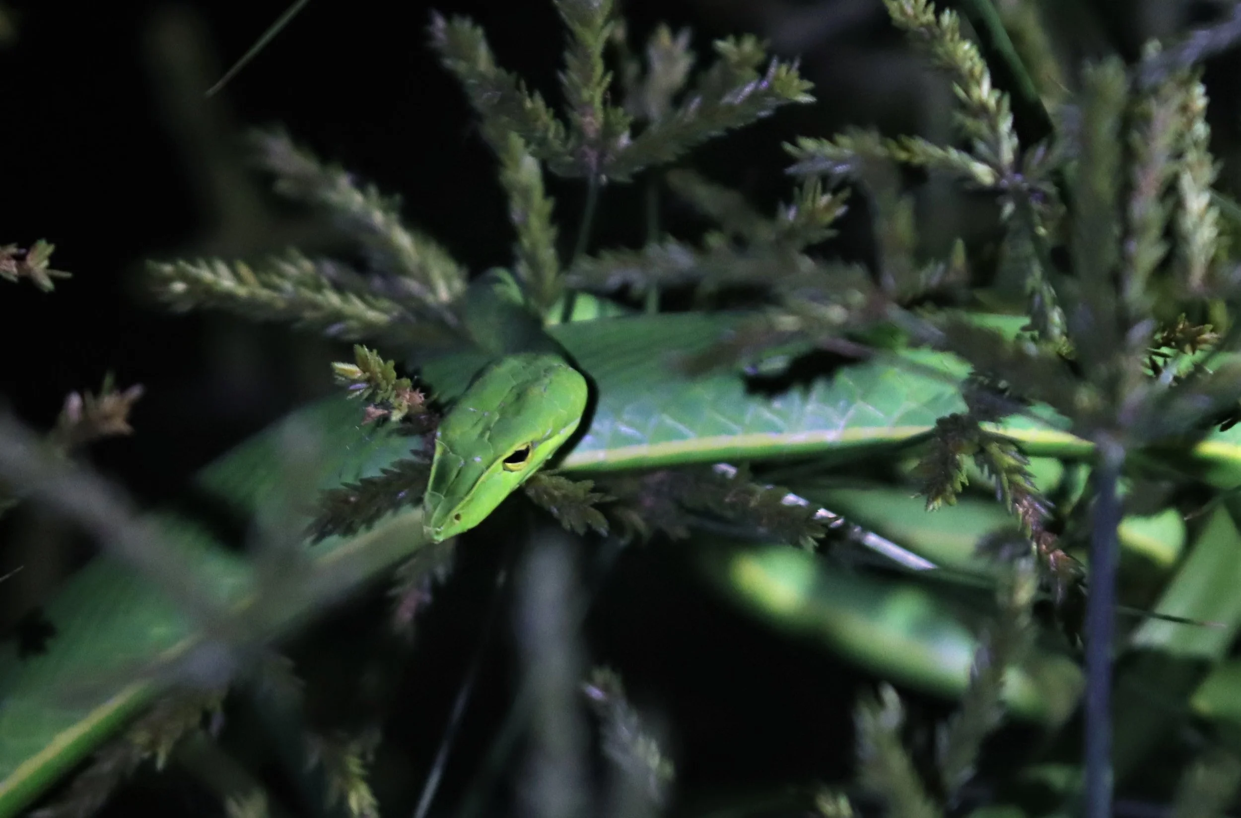 Ahaetulla prasina - ORIENTAL WHIP SNAKE (OR ASIAN VINE SNAKE) - IN TREE ADJACENT TO KHLONG IN PRAWET BANGKOK (20).jpg