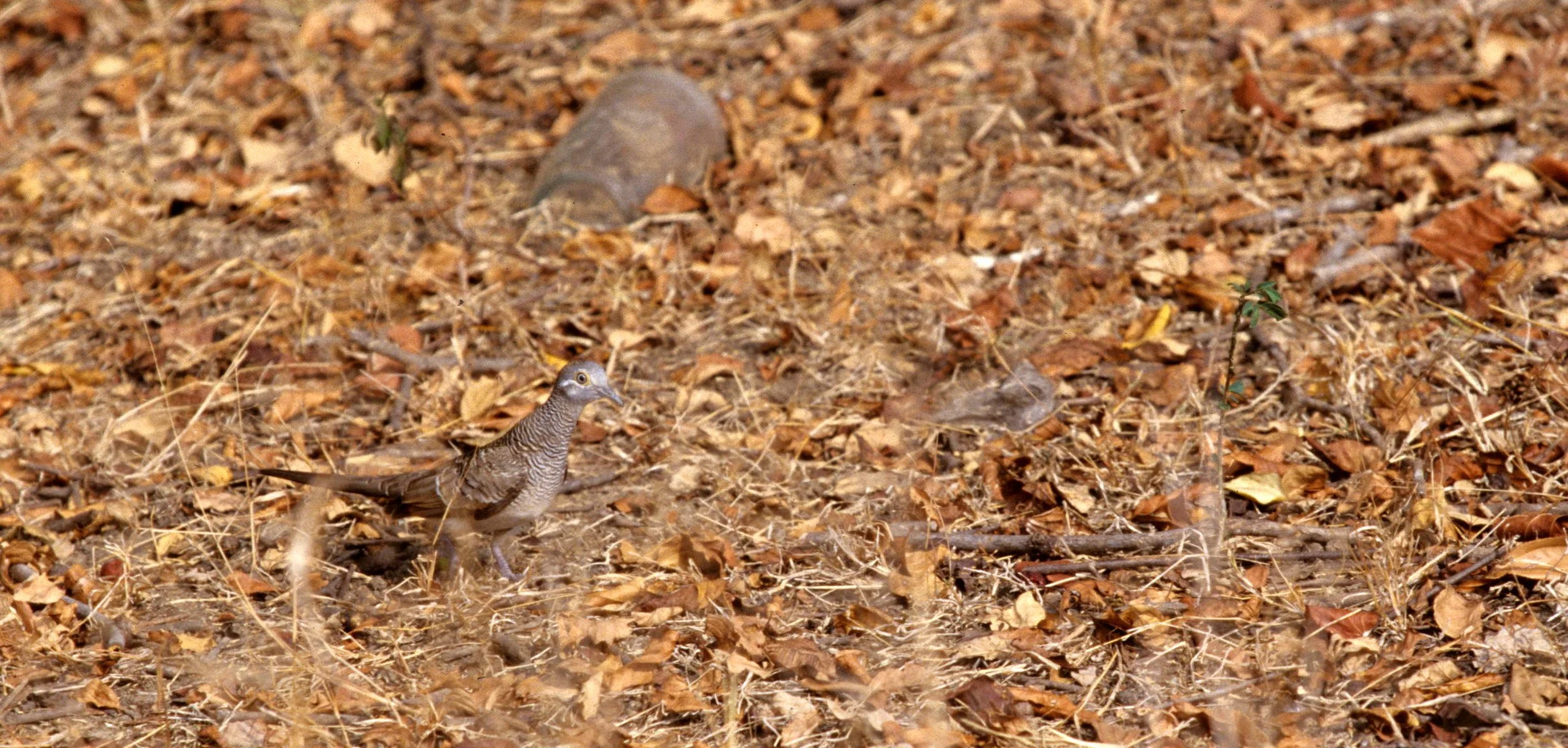 BIRD - DOVE - ZEBRA DOVE - KOMODO ISLAND.jpg